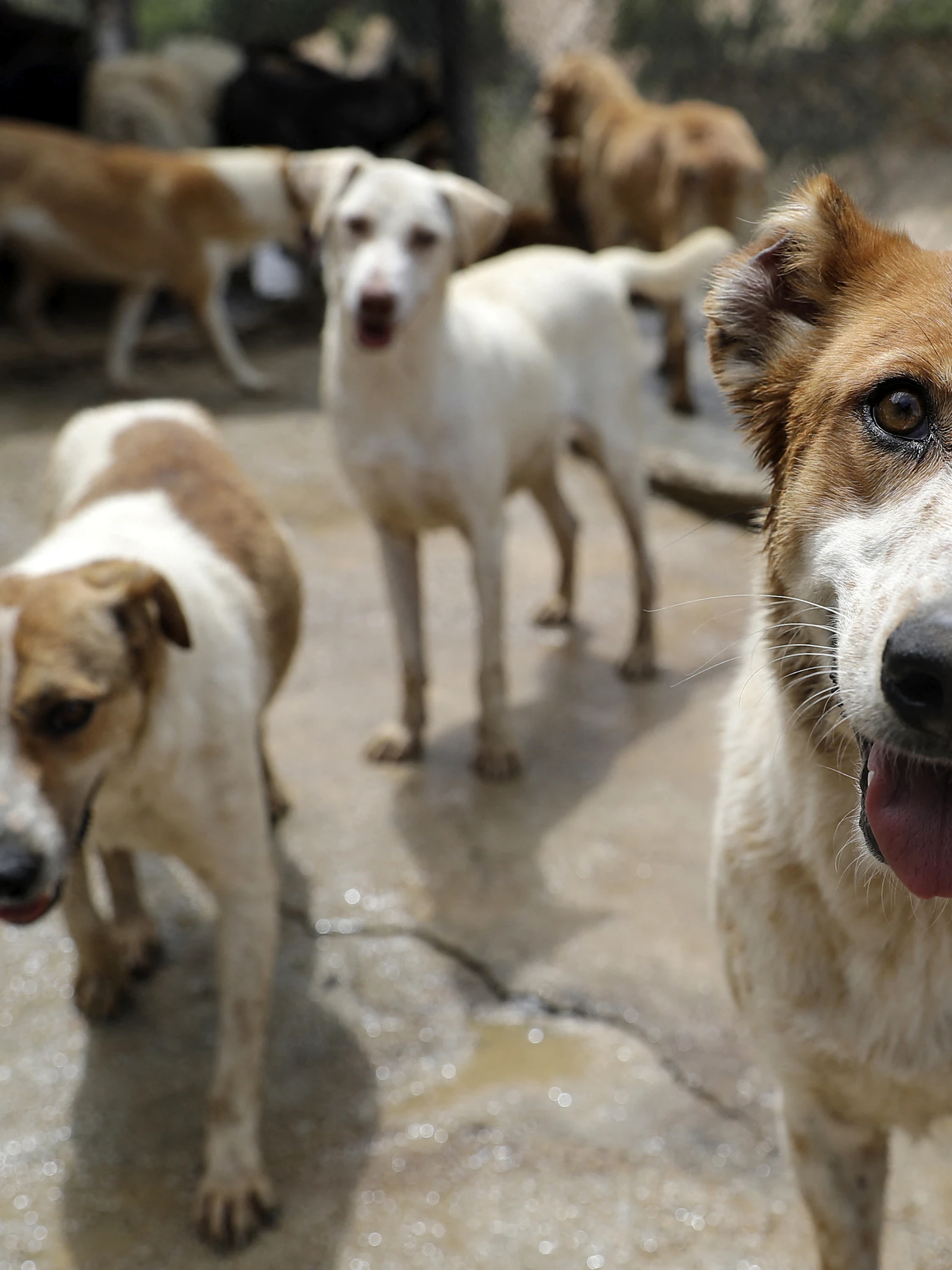 Ook zwerfhonden kunnen menselijke gezichtsuitdrukking lezen