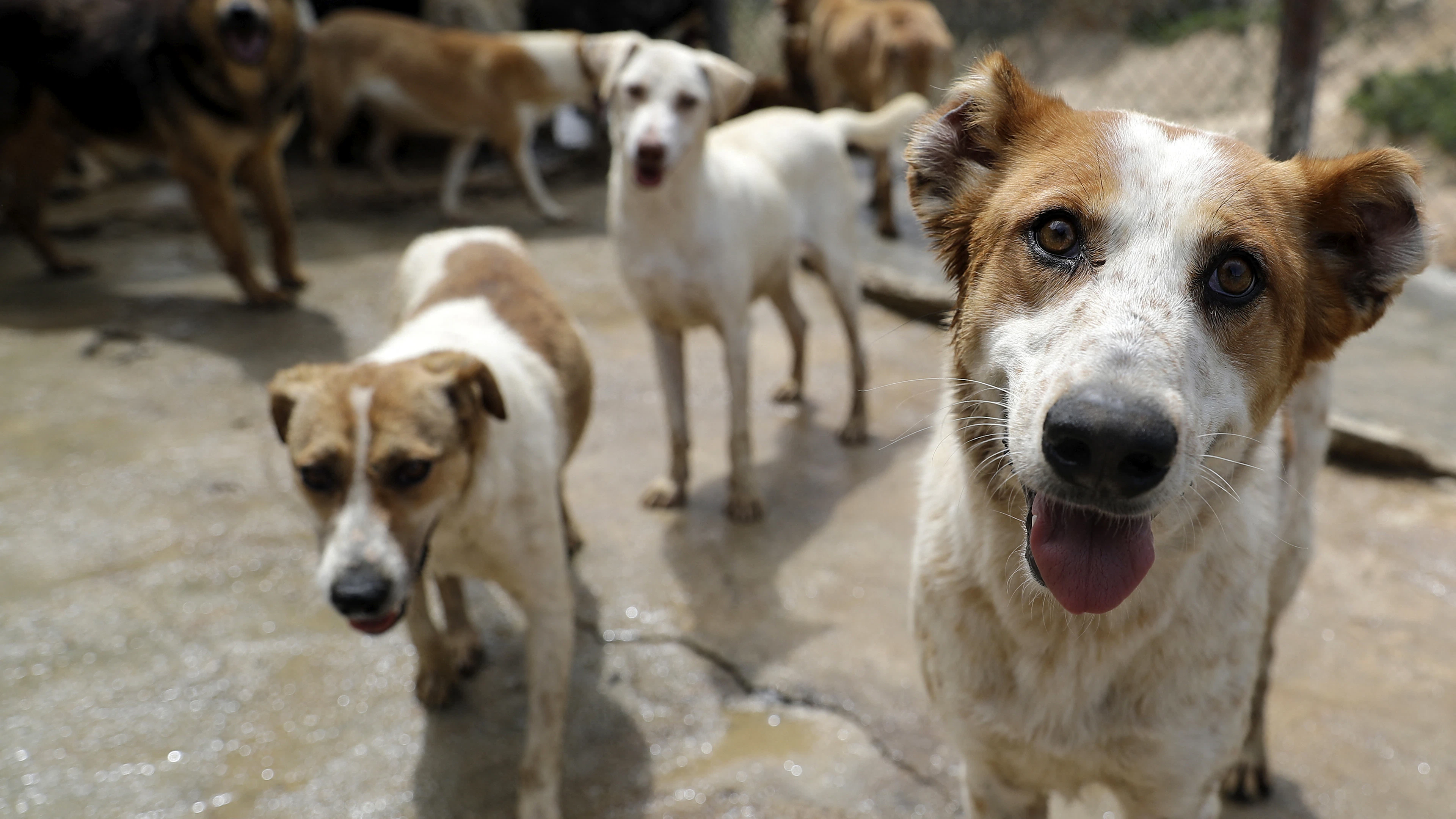 Ook zwerfhonden kunnen menselijke gezichtsuitdrukking lezen