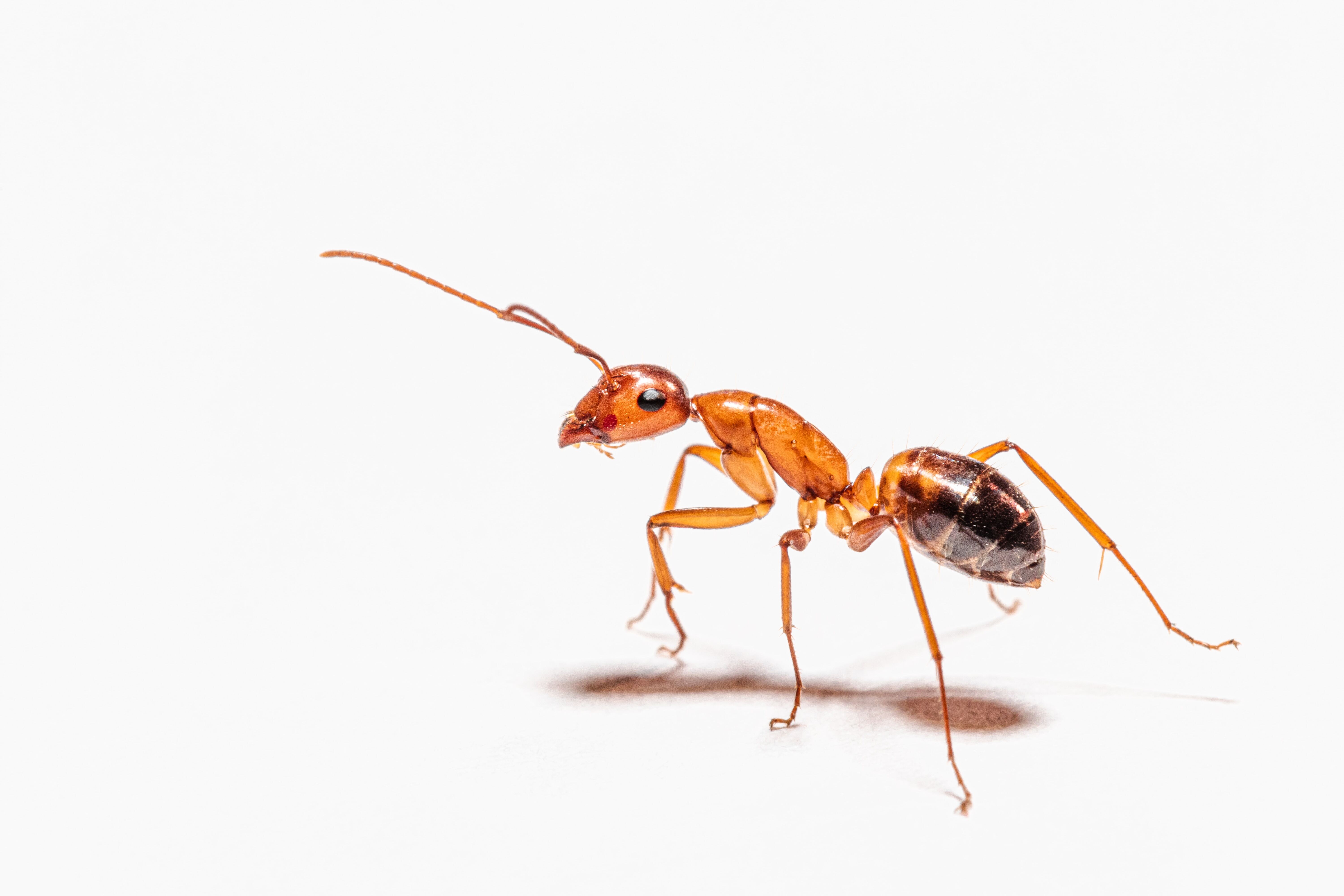 Insecten ervaren plezier en pijn. Moeten we dan niet wat diervriendelijker met ze omgaan?