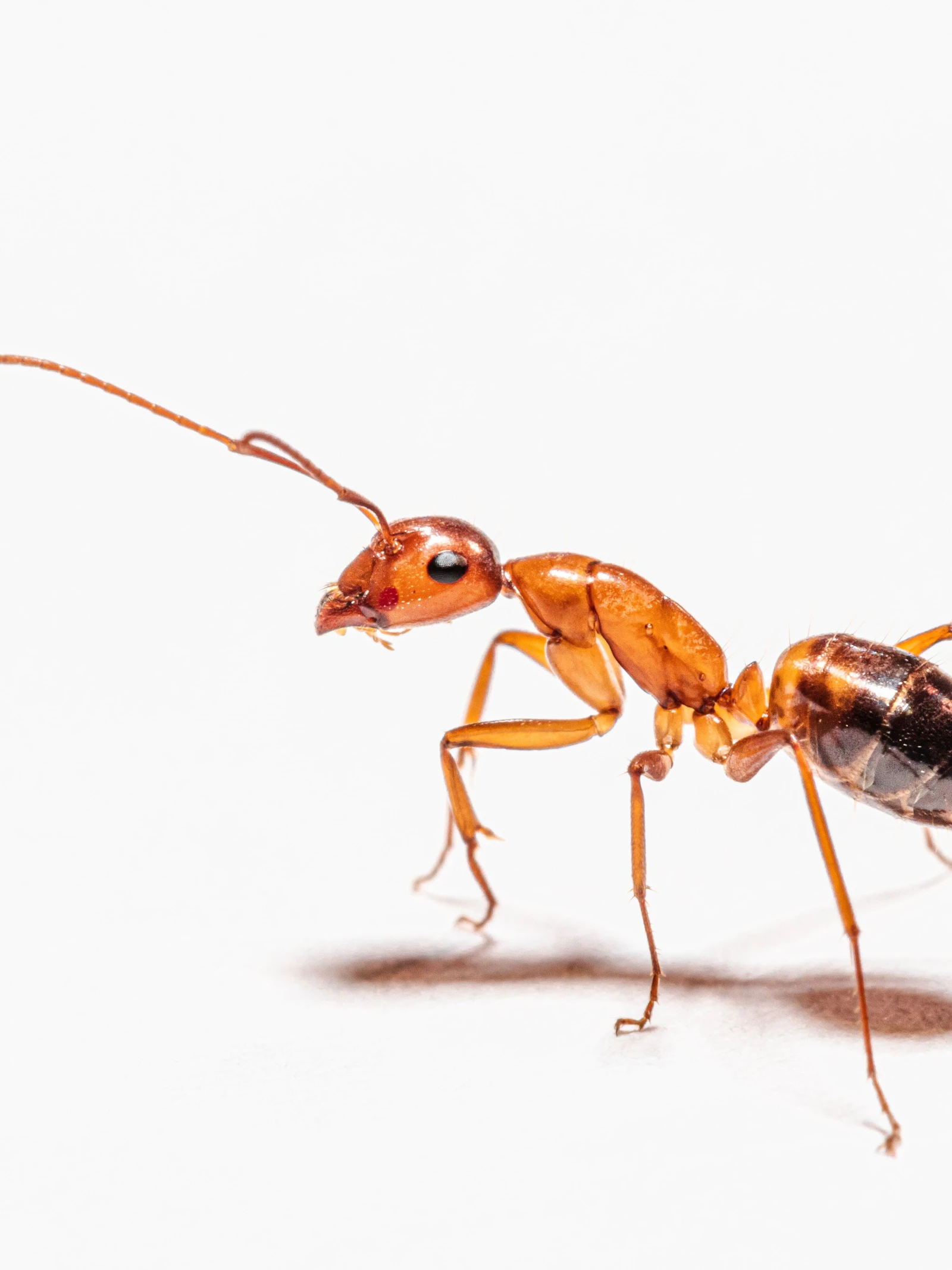 Insecten ervaren plezier en pijn. Moeten we dan niet wat diervriendelijker met ze omgaan?