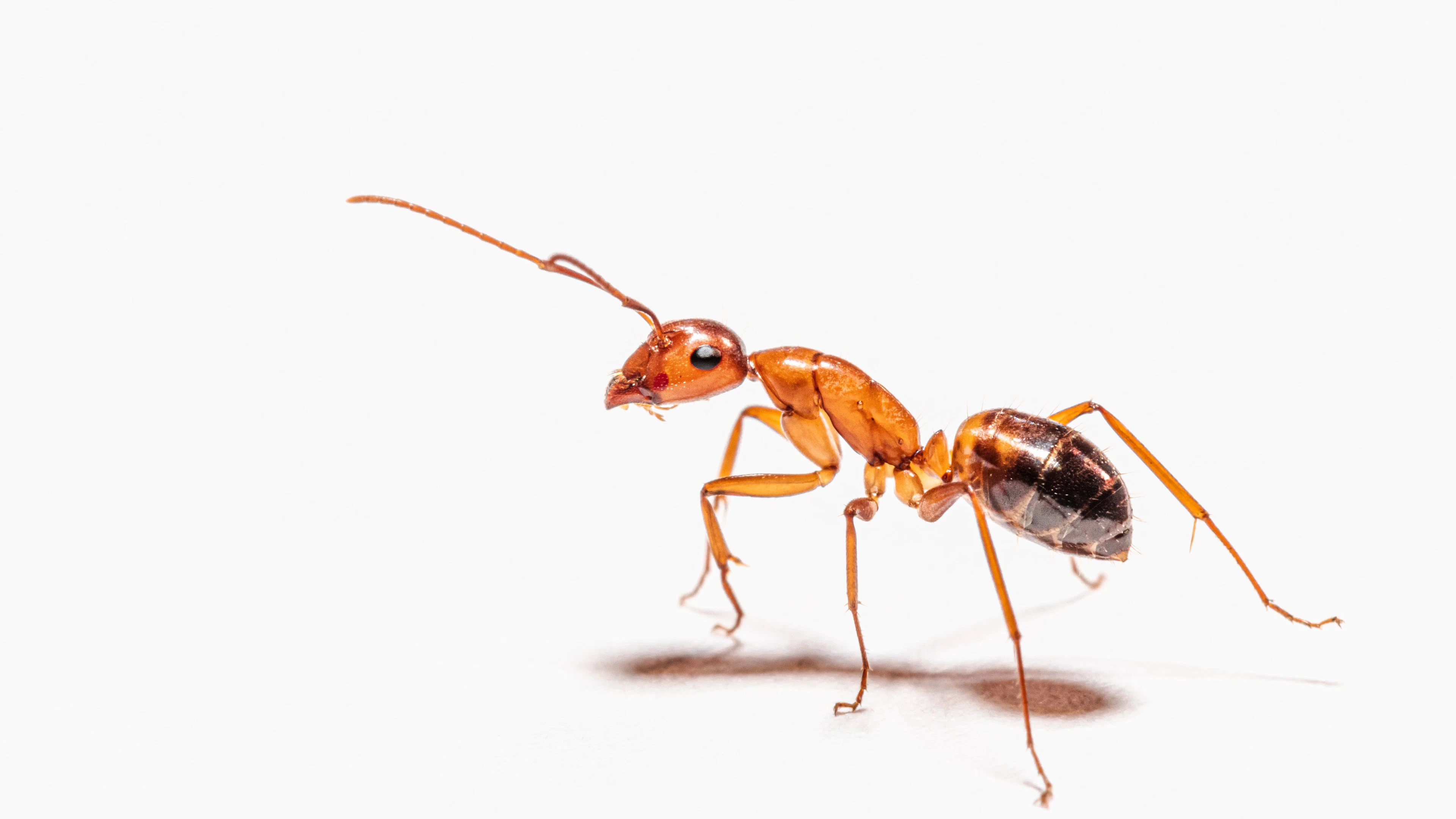 Insecten ervaren plezier en pijn. Moeten we dan niet wat diervriendelijker met ze omgaan?