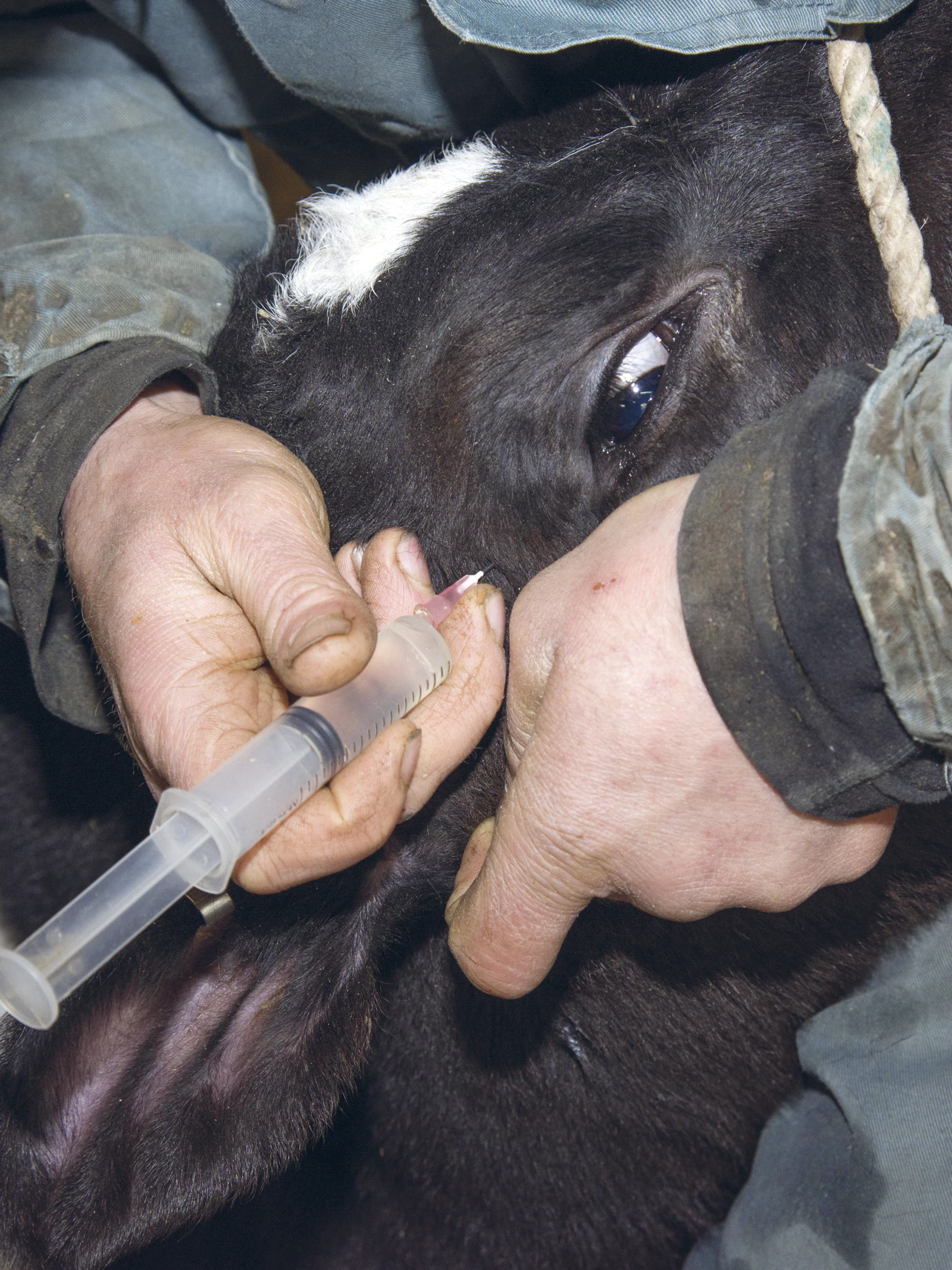 Kunnen we dierenwelzijn meten?