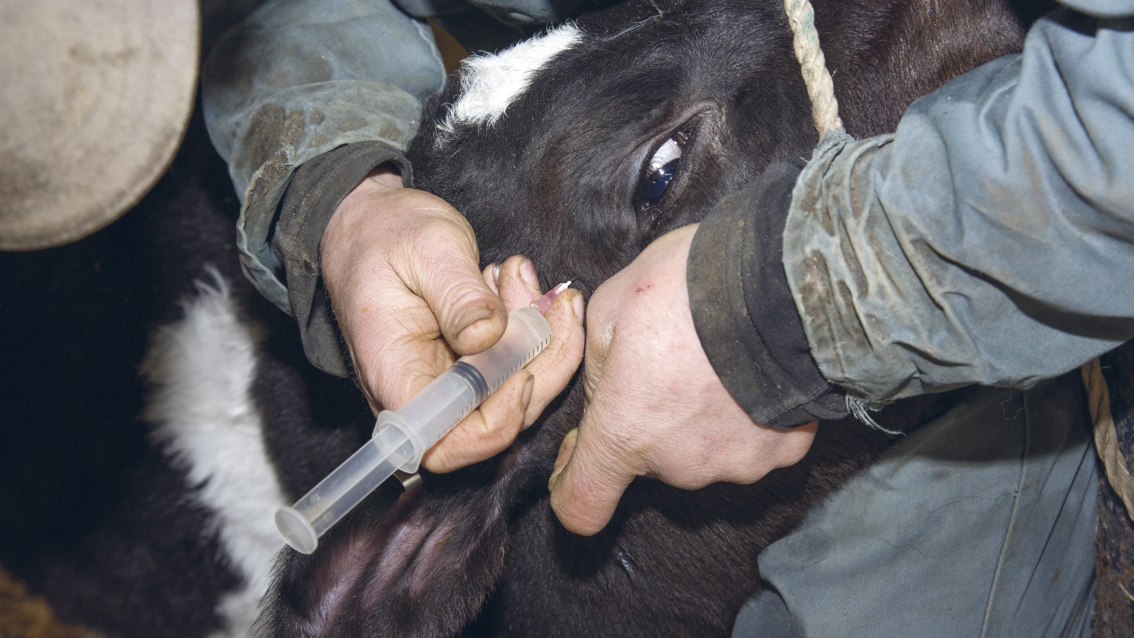 Kunnen we dierenwelzijn meten?