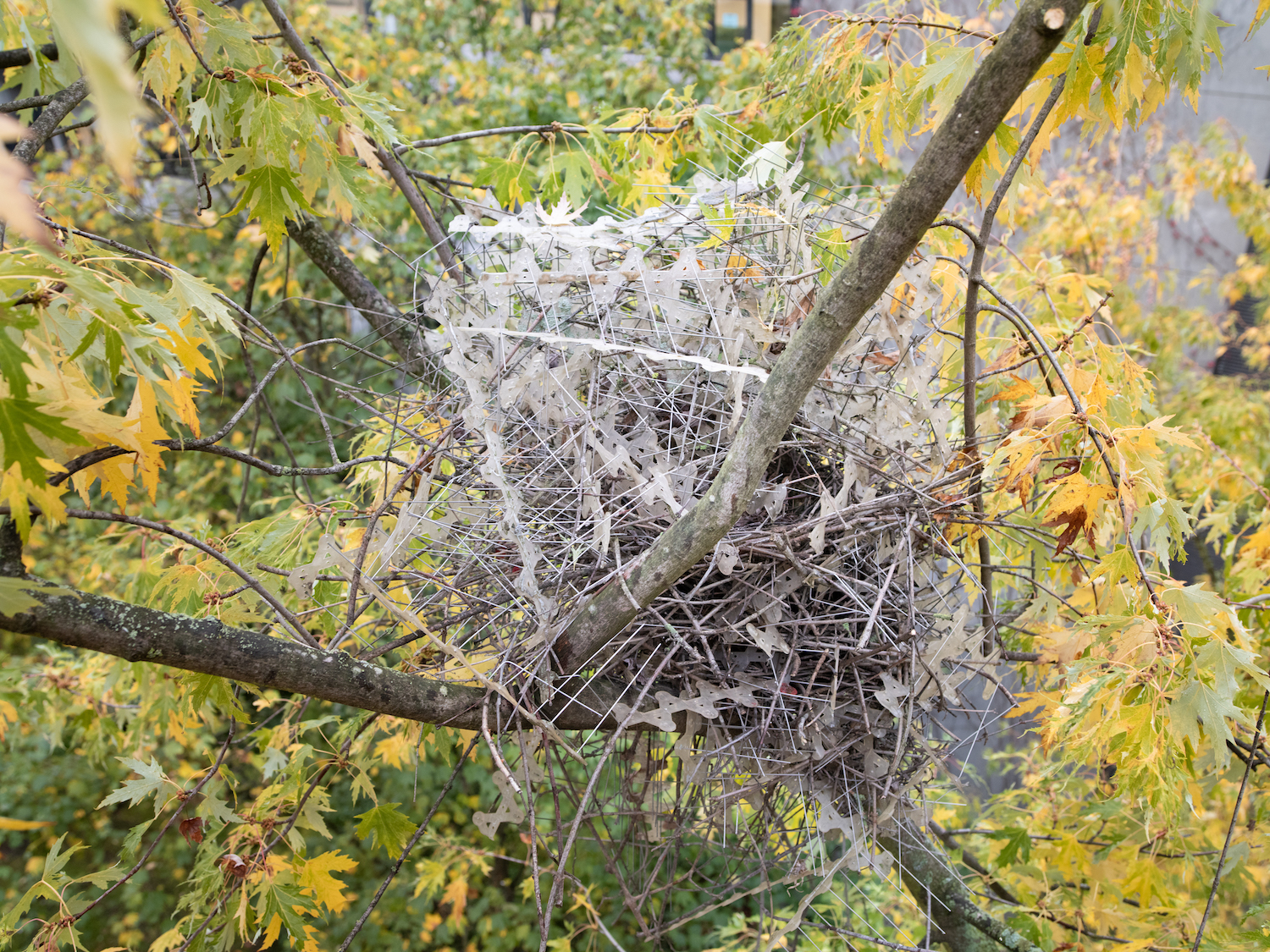 Stadsvogels maken nesten van anti-vogel-pinnen