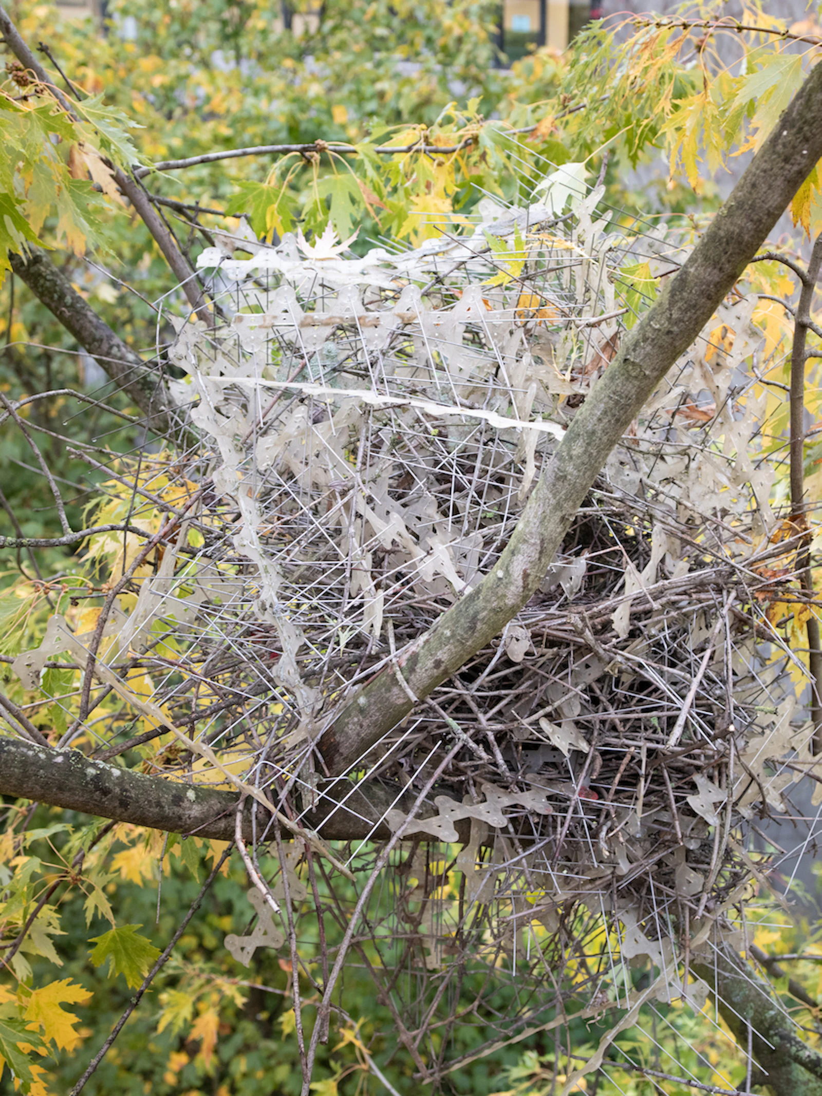 Stadsvogels maken nesten van anti-vogel-pinnen