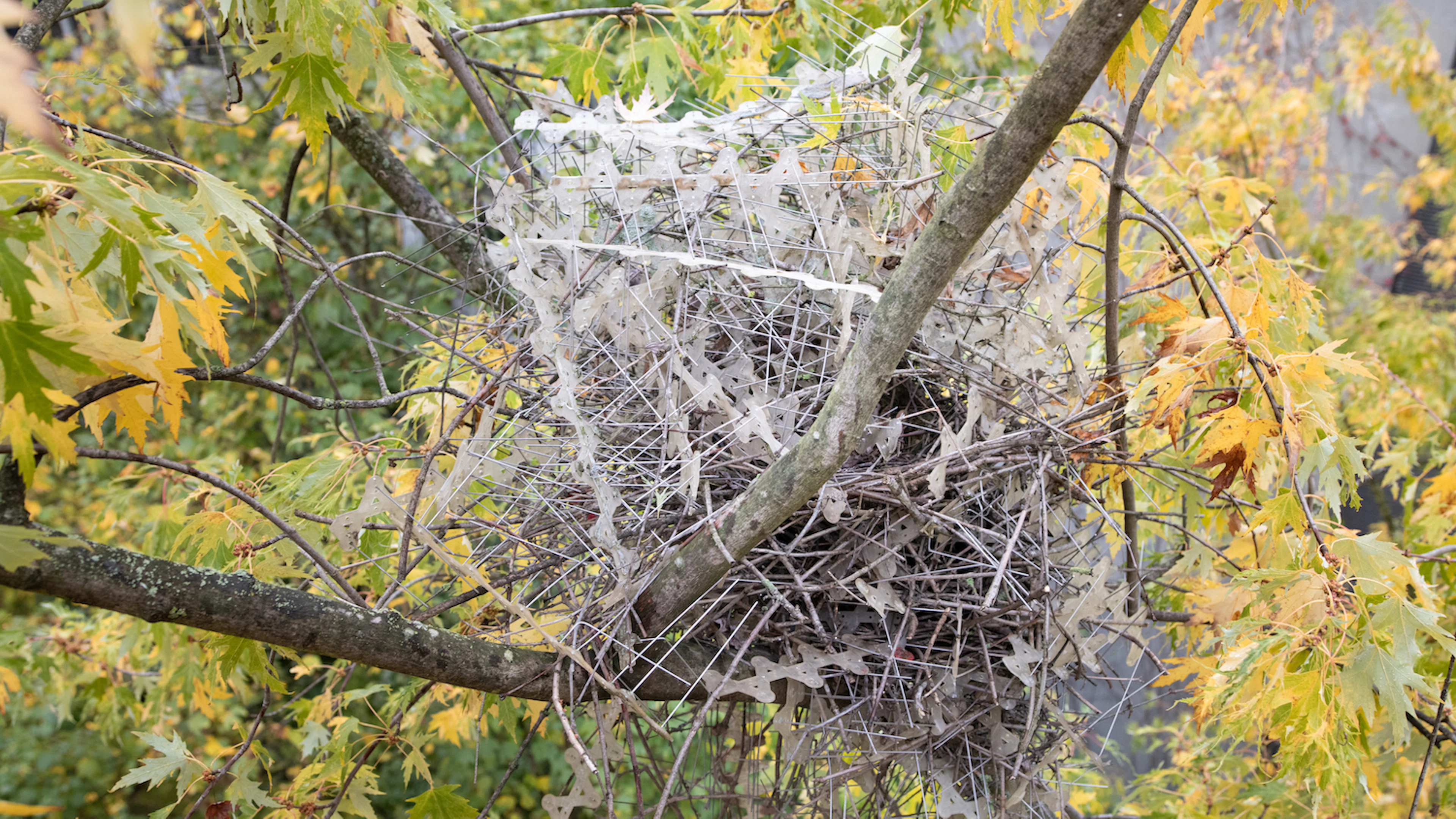 Stadsvogels maken nesten van anti-vogel-pinnen