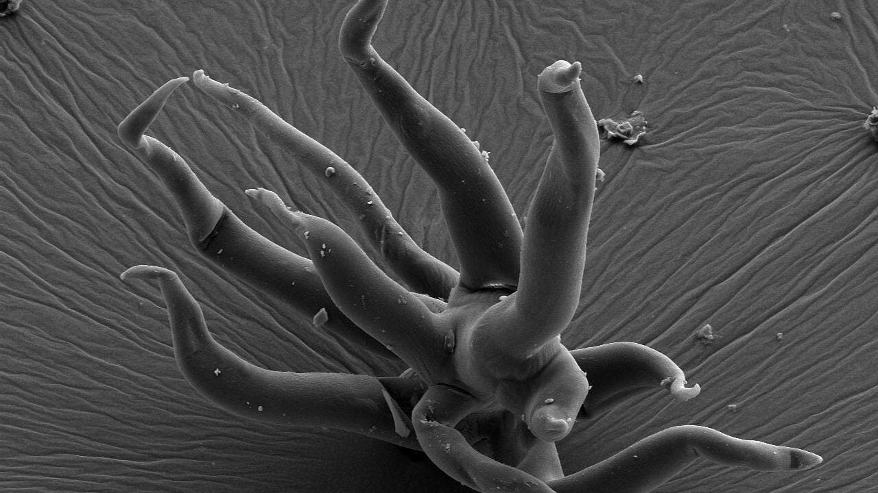 Miljarden jaar oude micro-organismen bewaard in 3-D