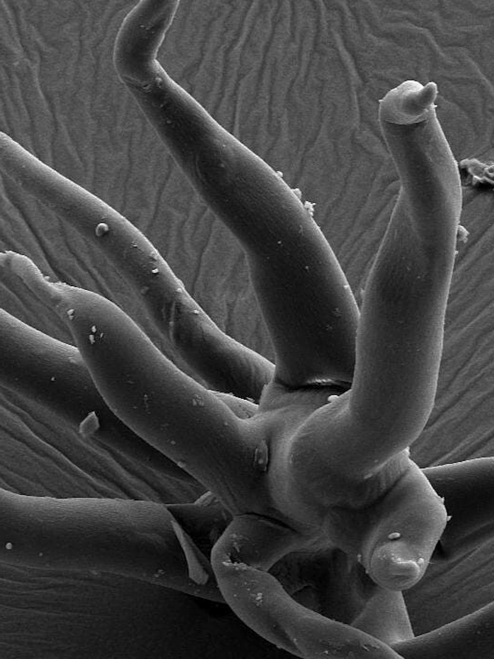 Miljarden jaar oude micro-organismen bewaard in 3-D