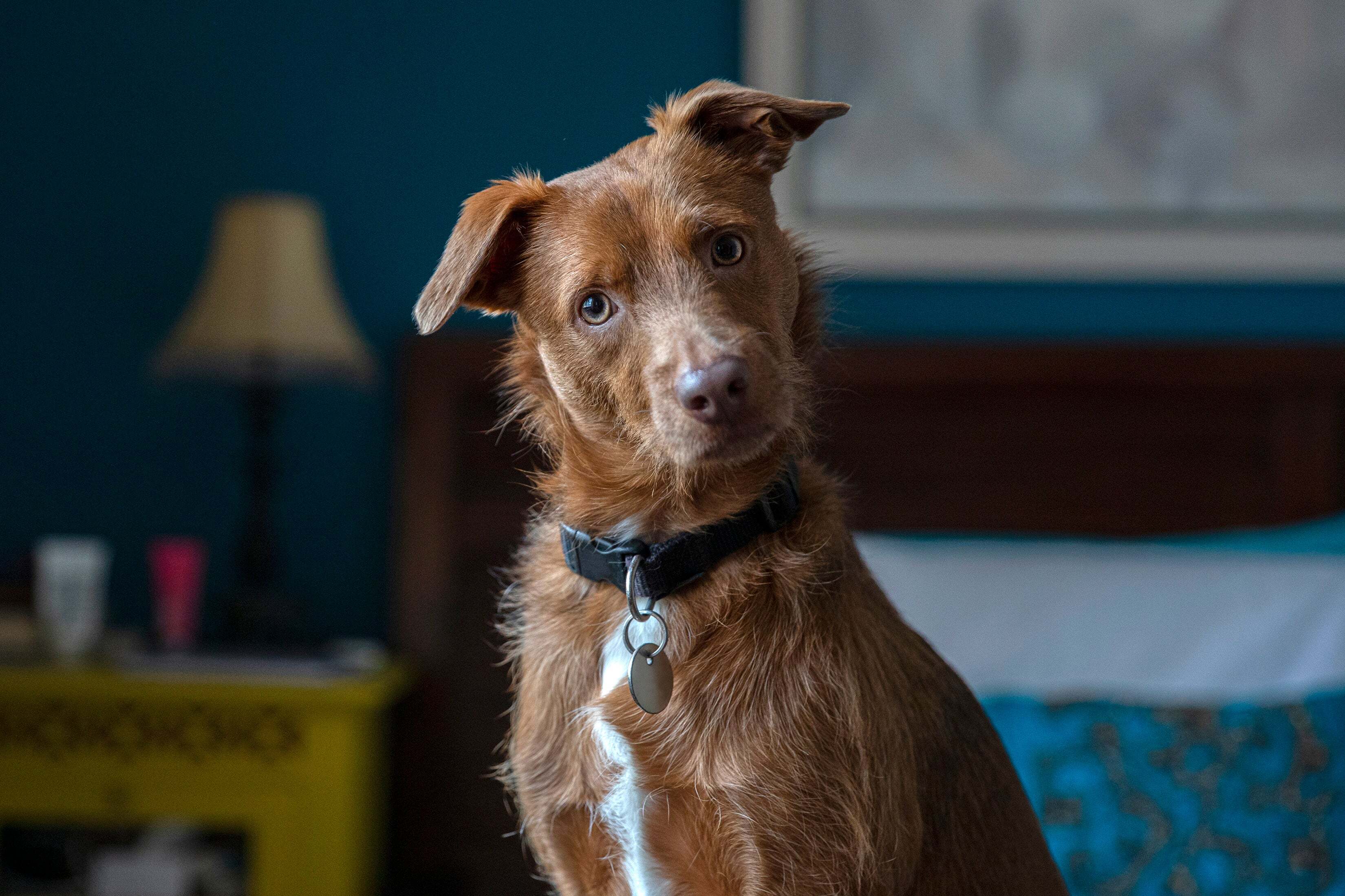 Waarom kantelen honden hun kop?