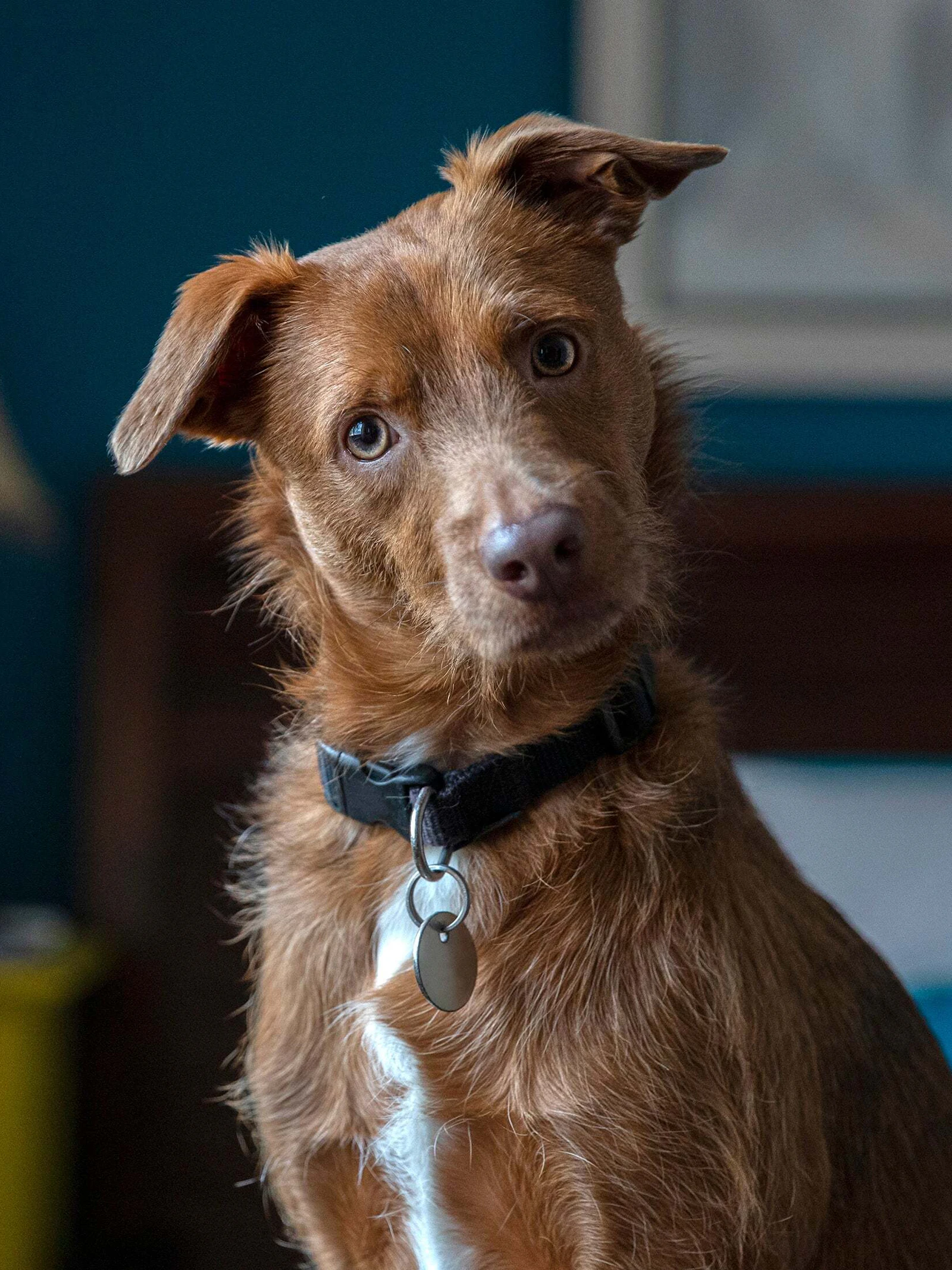 Waarom kantelen honden hun kop?