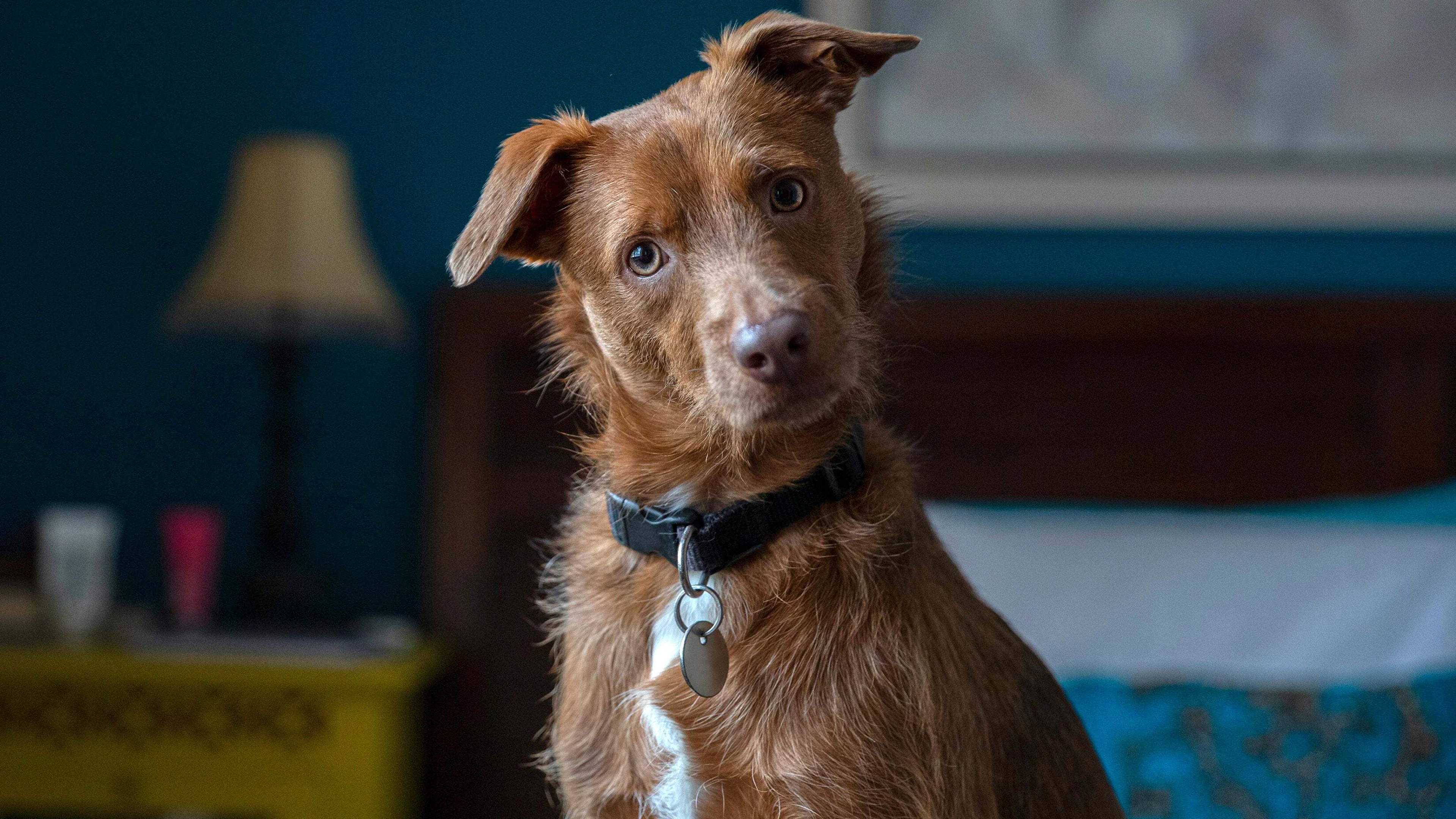 Waarom kantelen honden hun kop?
