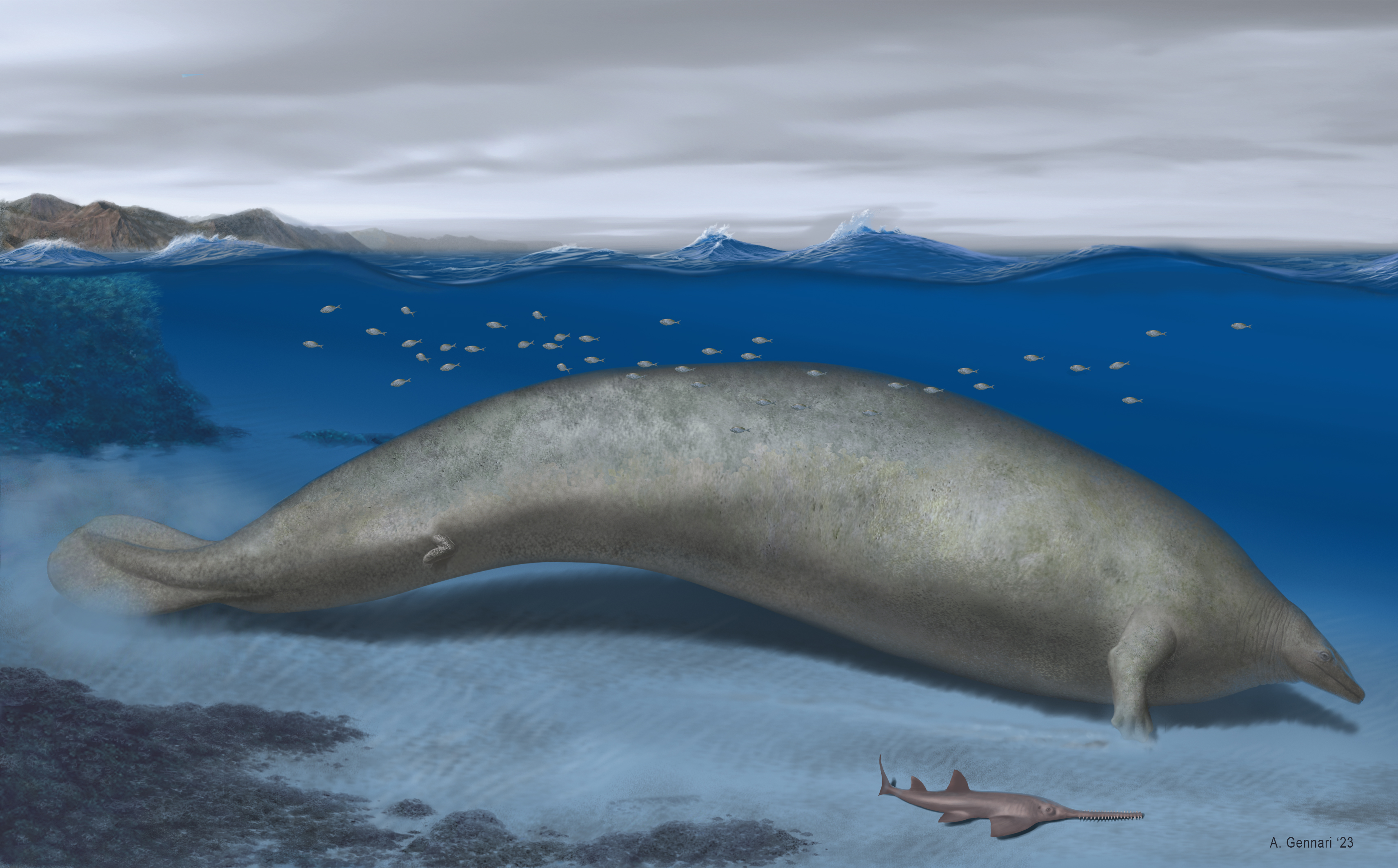 Artistieke reconstructie van Perucetus colossus (door Alberto Gennari).