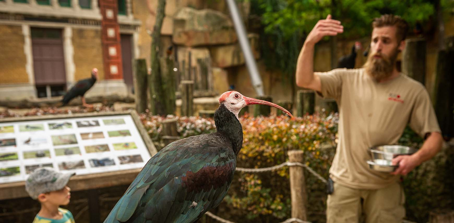 Recalltraining ZOO Antwerpen