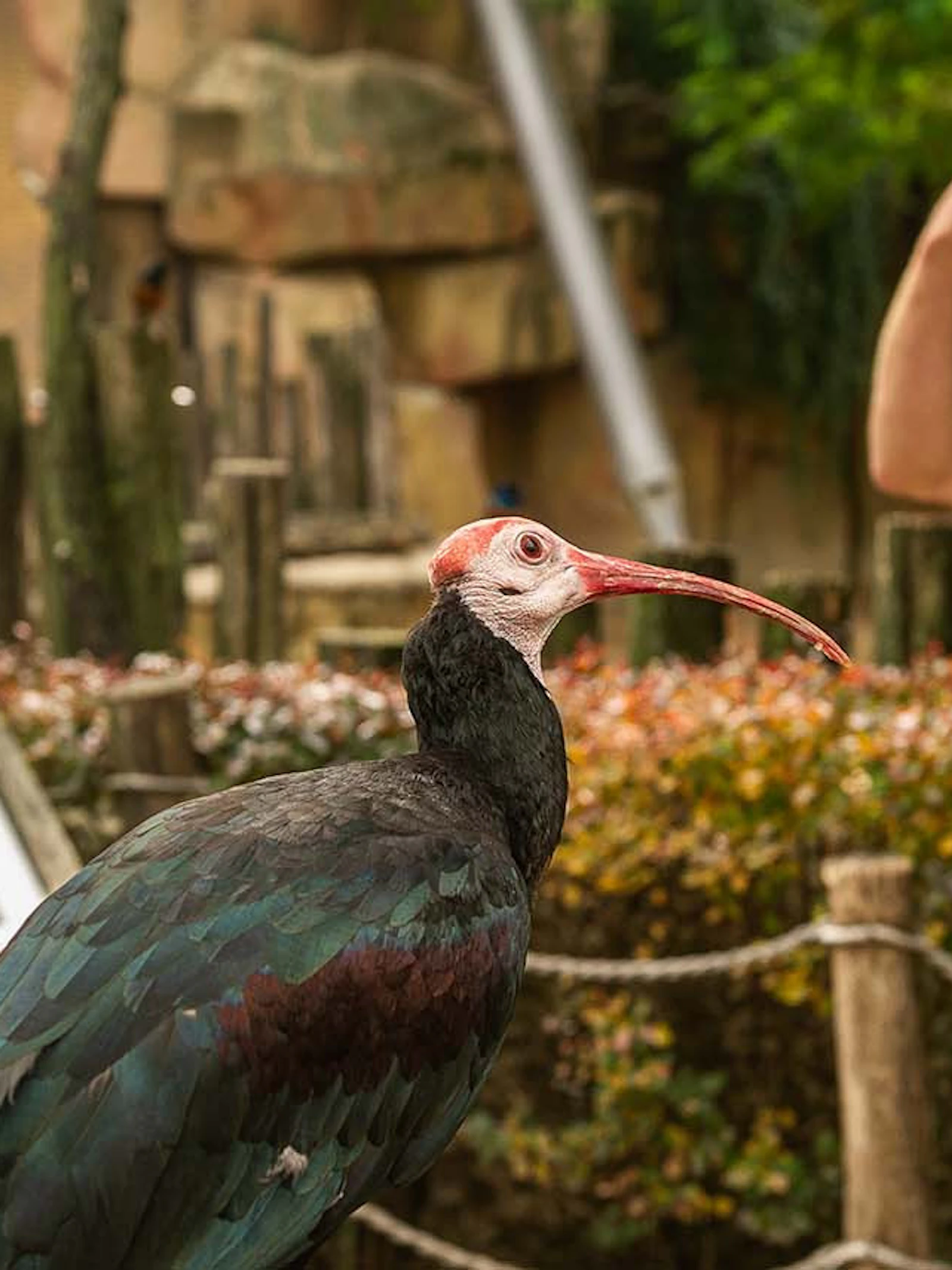Recalltraining ZOO Antwerpen