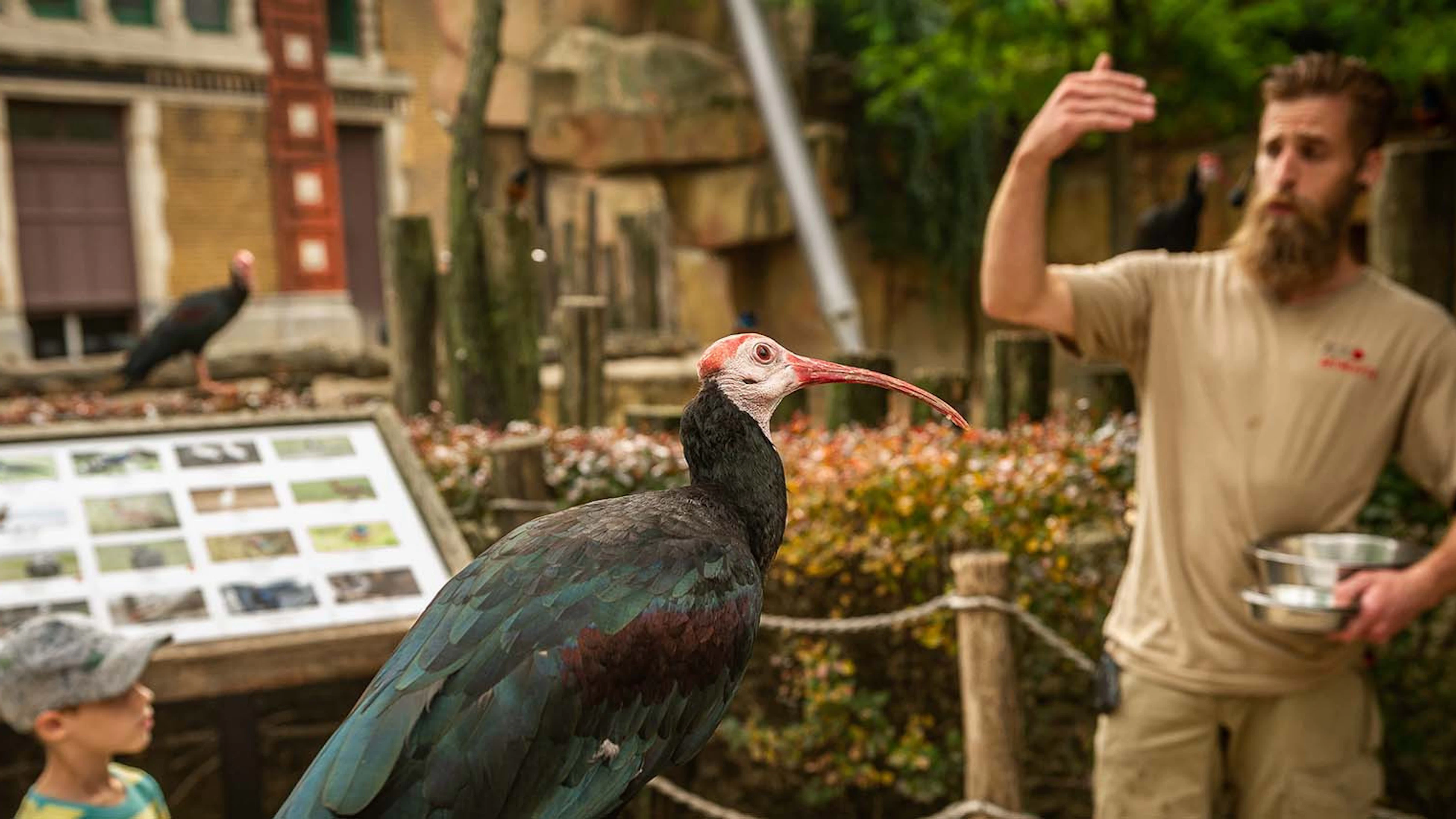 Recalltraining ZOO Antwerpen