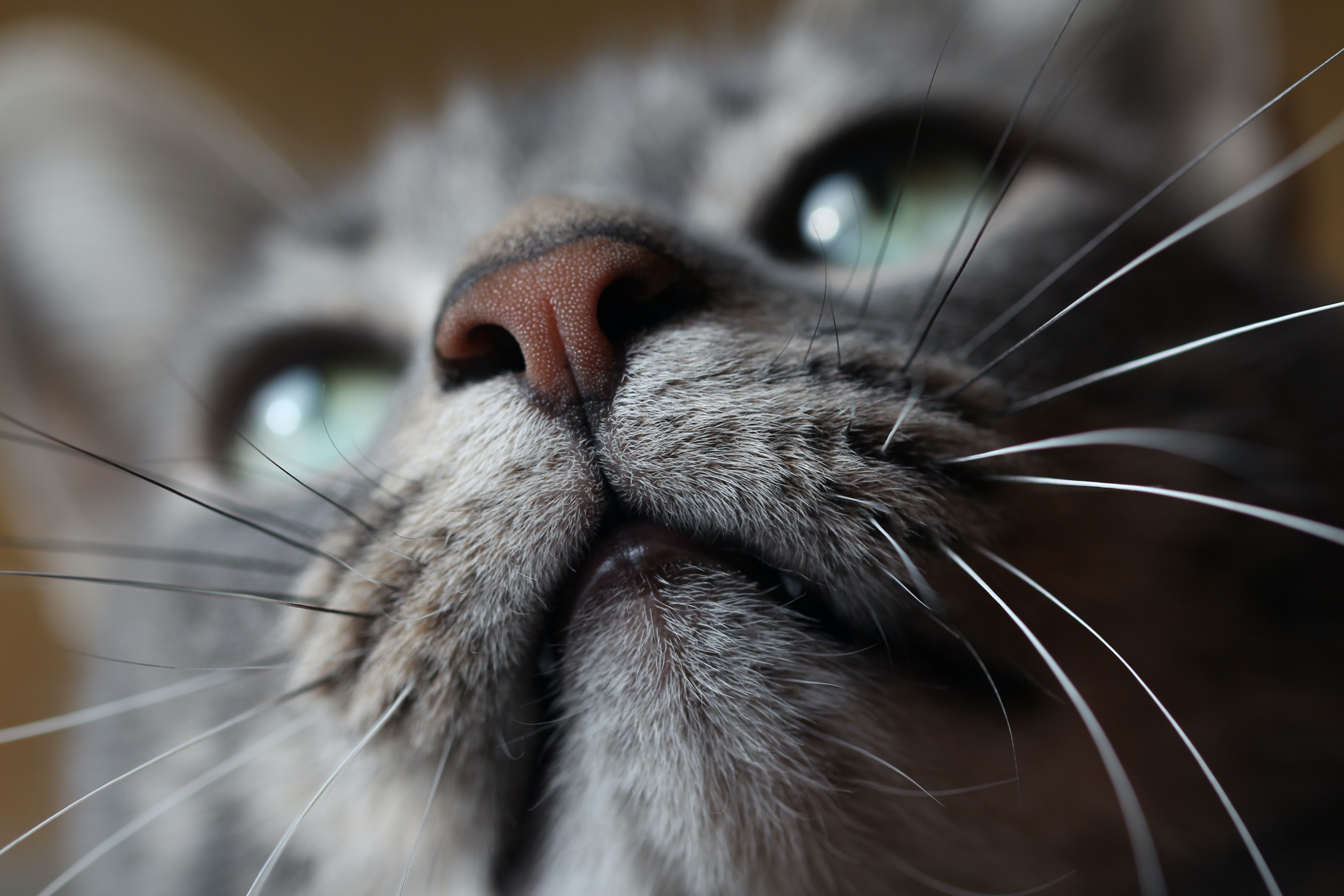Waarom hebben katten zo’n goede neus?