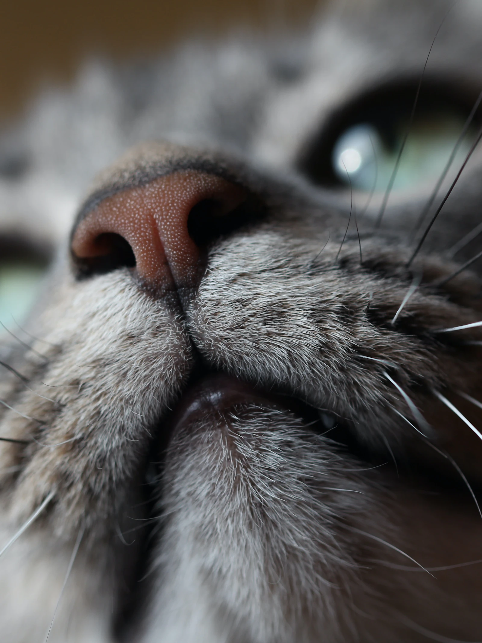 Waarom hebben katten zo’n goede neus?