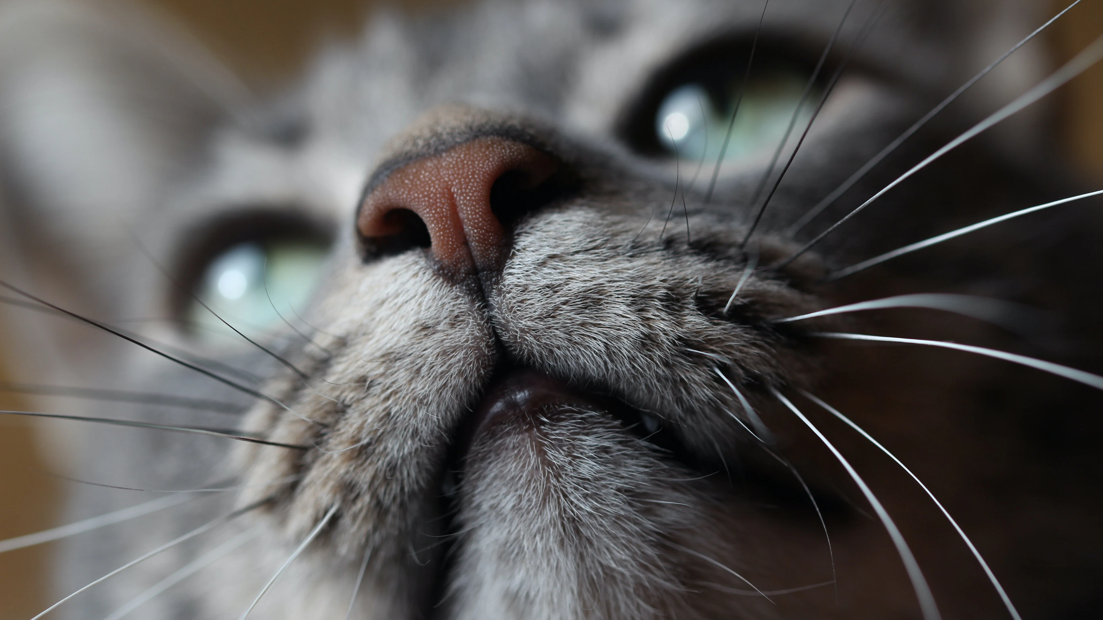 Waarom hebben katten zo’n goede neus?