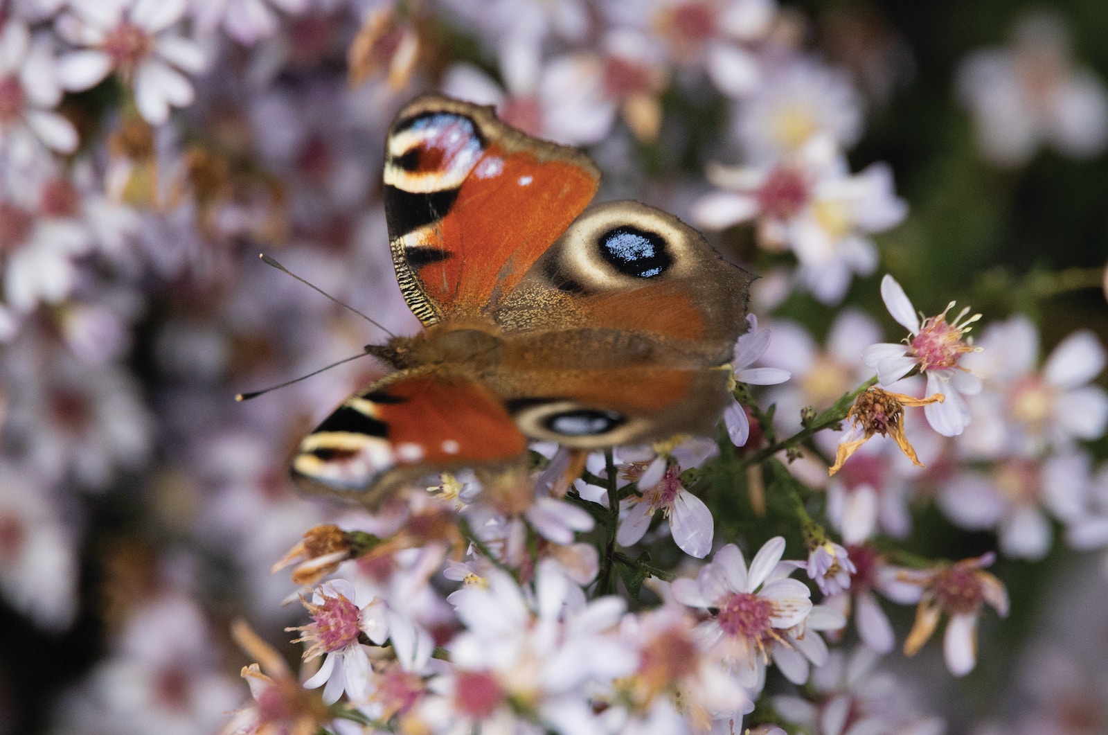 Vijf tips om insecten te helpen
