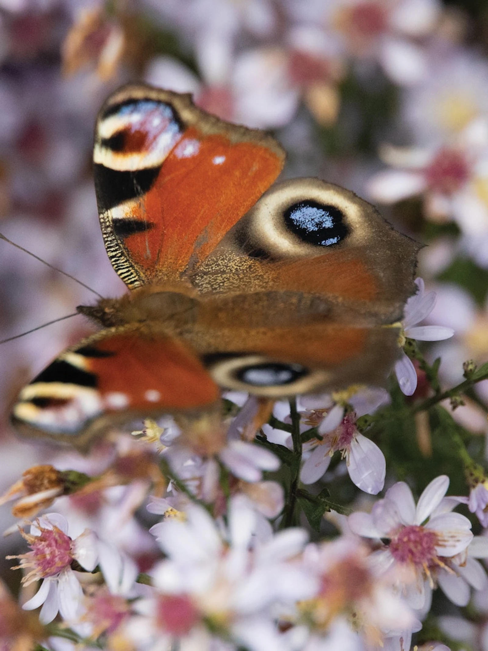 Vijf tips om insecten te helpen