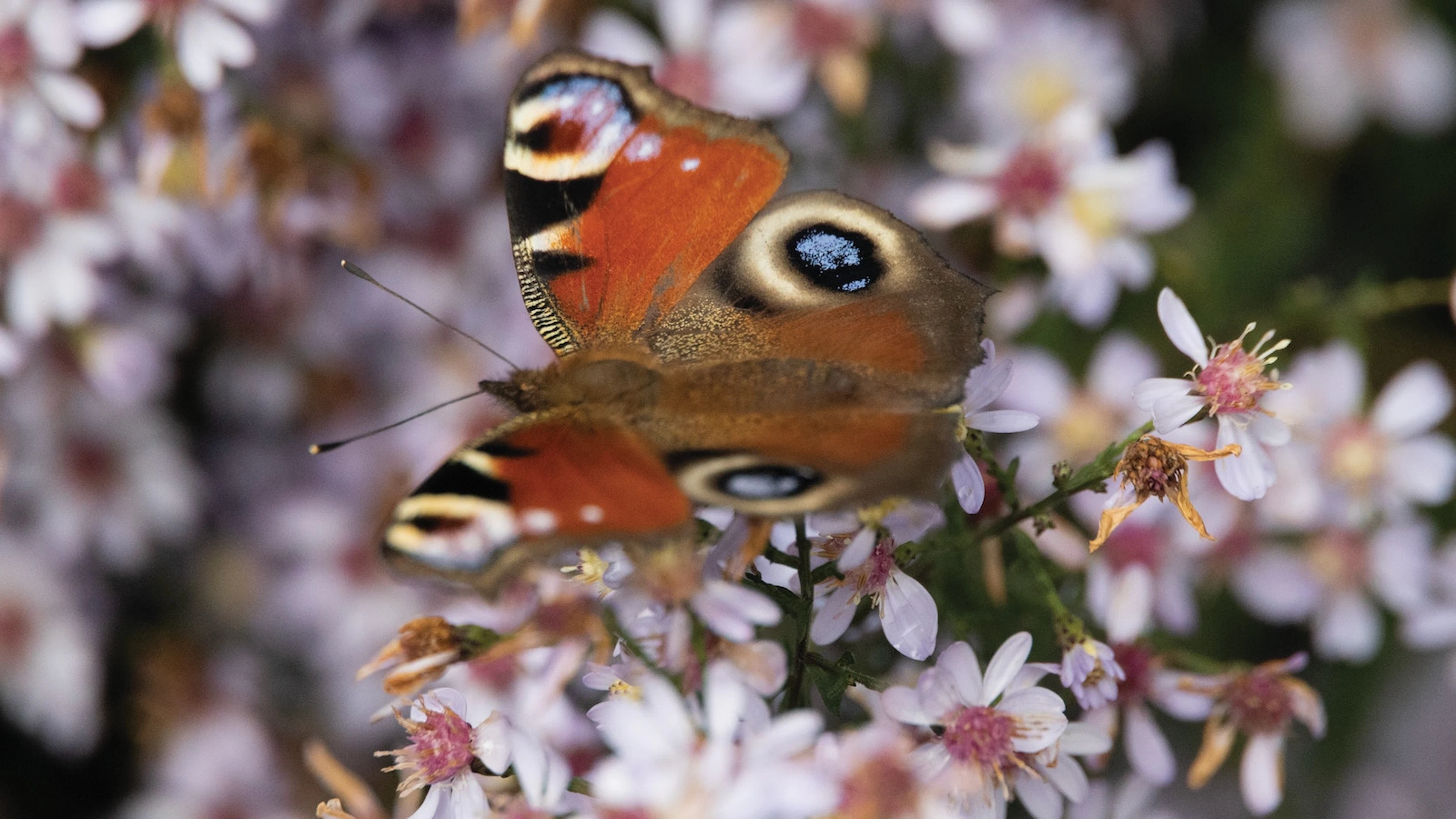 Vijf tips om insecten te helpen