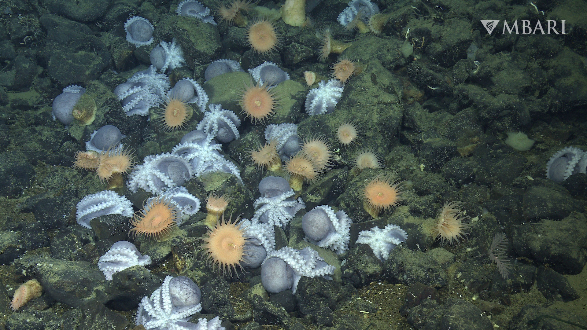 Raadsel van mysterieuze ‘octopustuin’ opgelost