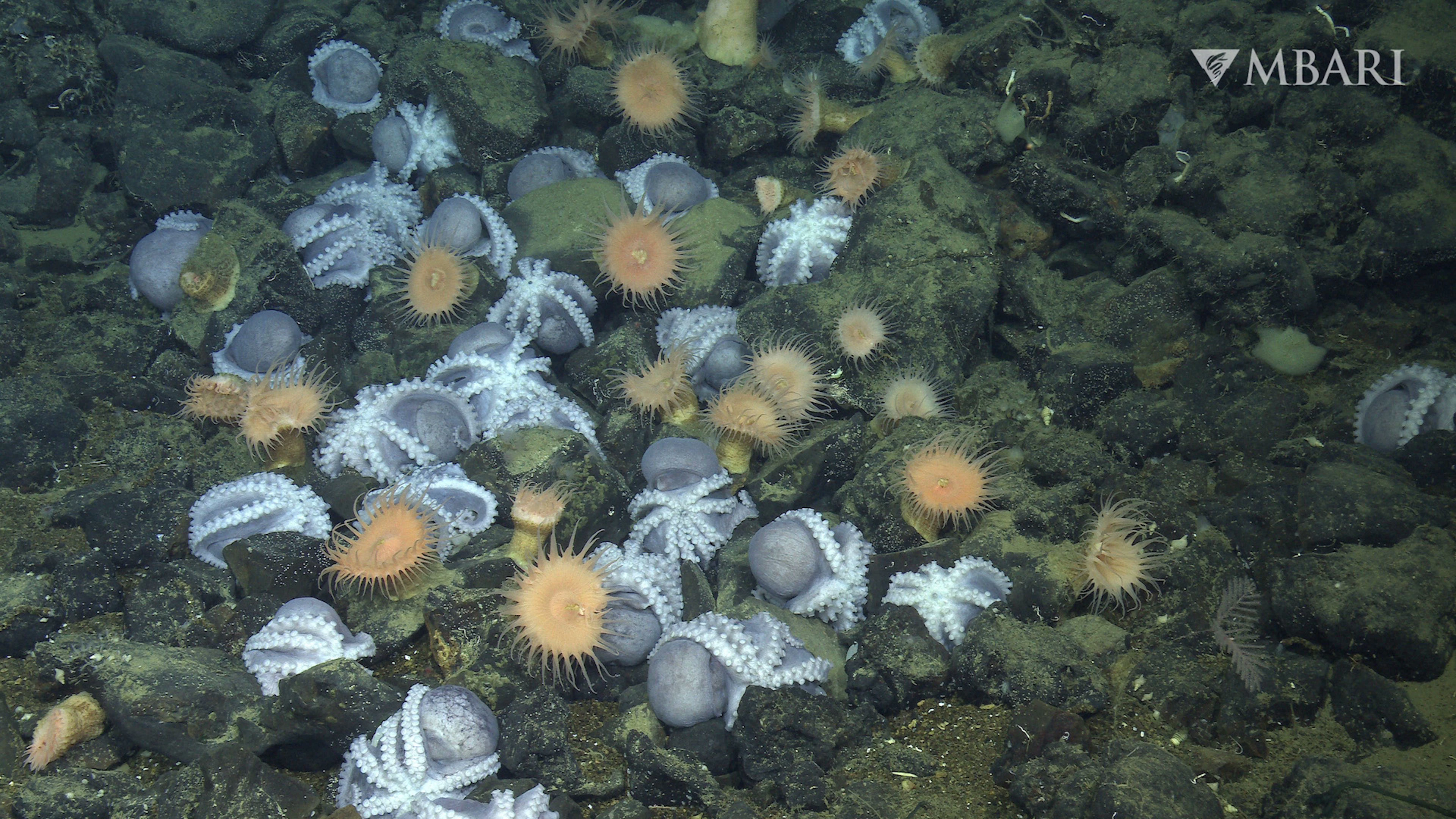 Raadsel van mysterieuze ‘octopustuin’ opgelost