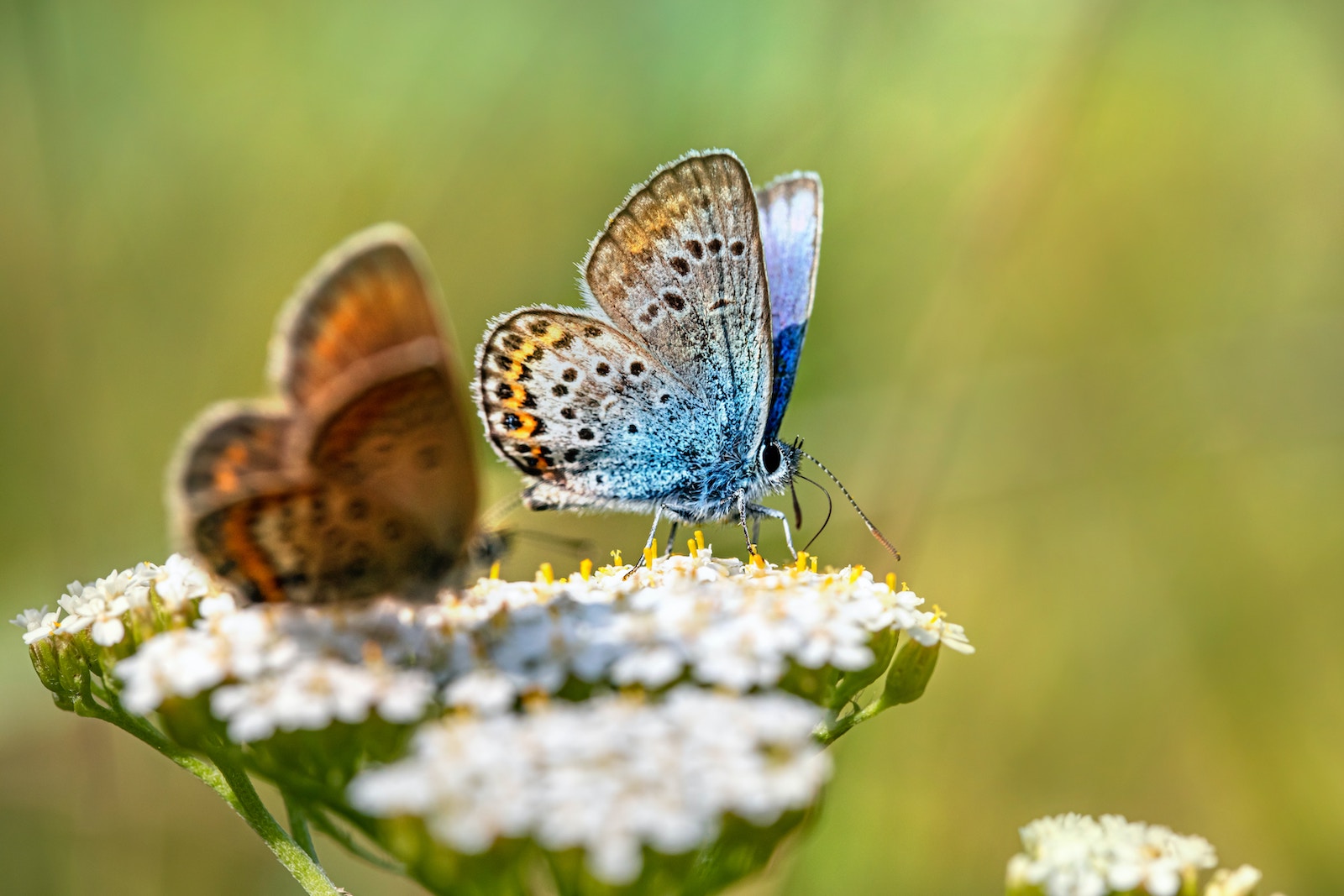 Grootschalig onderzoek bevestigt: insecten doen het slecht (en wij zijn de oorzaak)