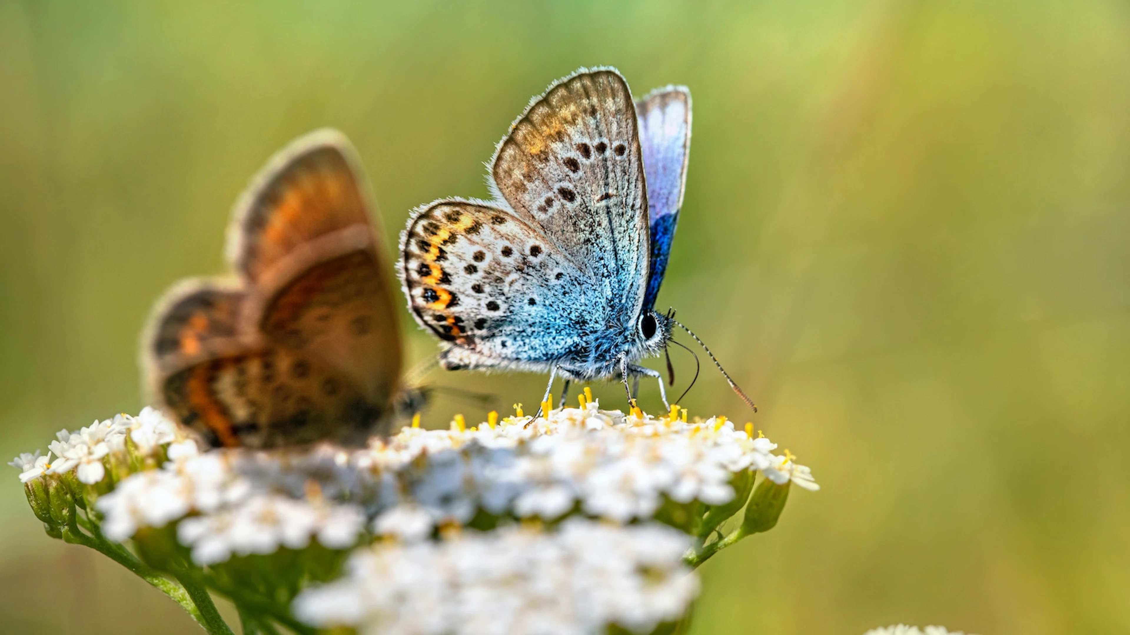 Grootschalig onderzoek bevestigt: insecten doen het slecht (en wij zijn de oorzaak)