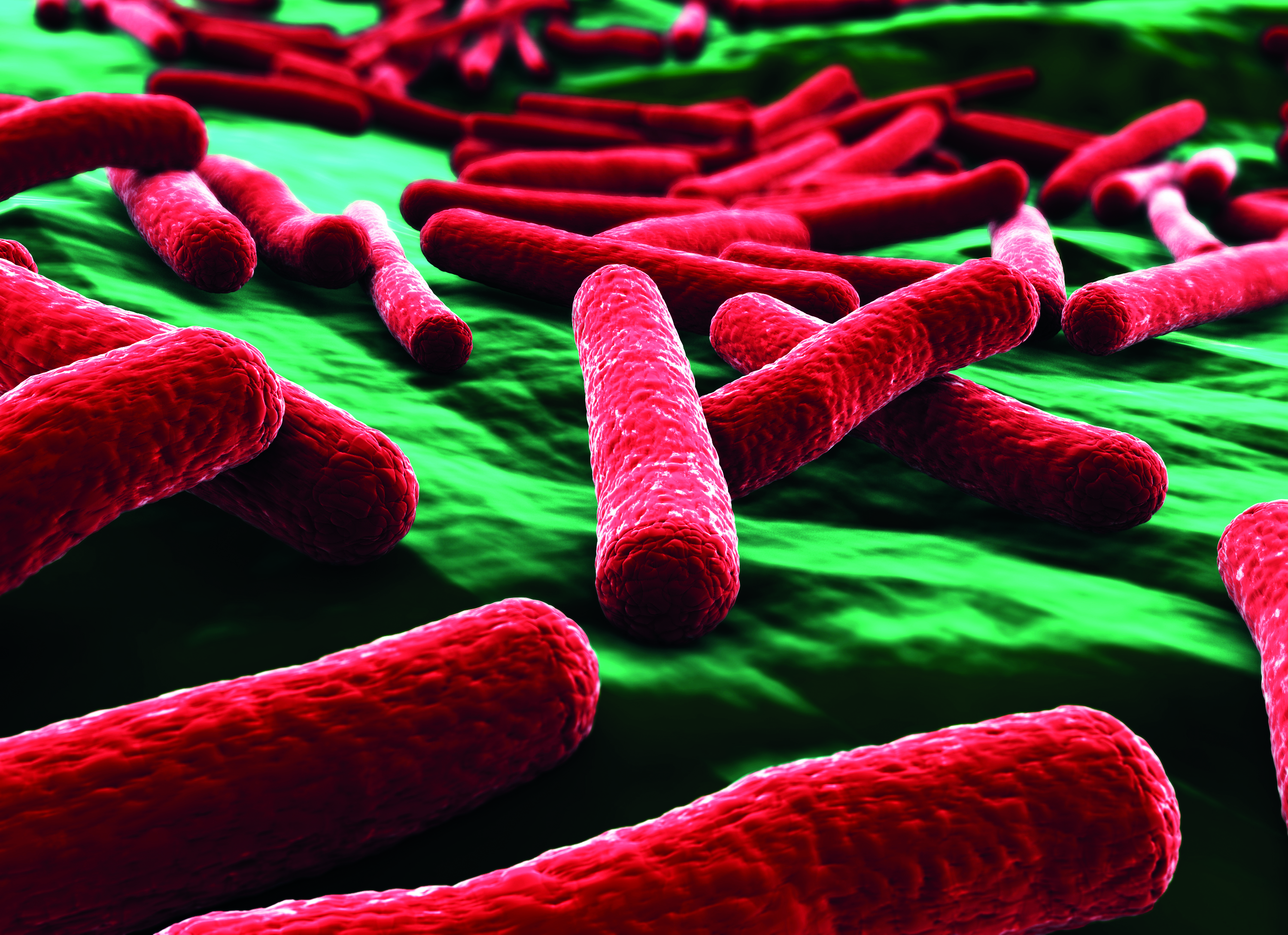 Deze microbe is het werkpaard van het lab