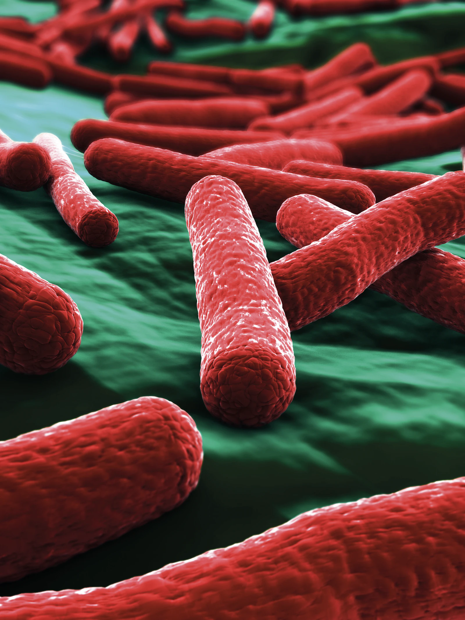 Deze microbe is het werkpaard van het lab