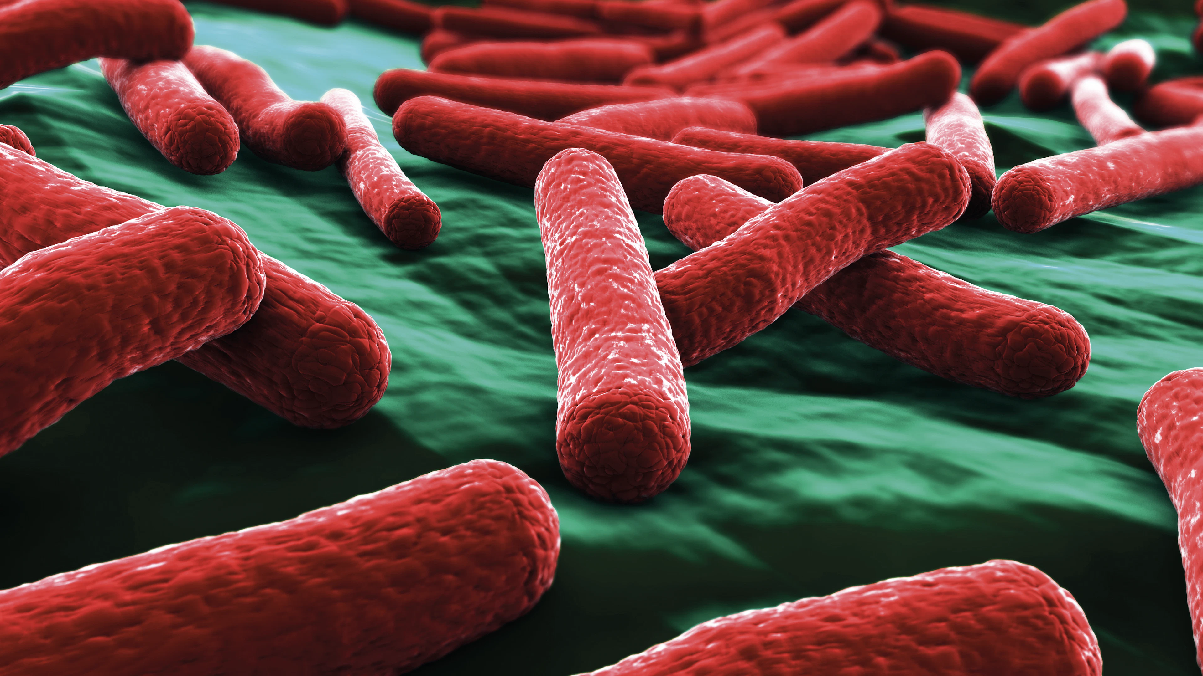 Deze microbe is het werkpaard van het lab