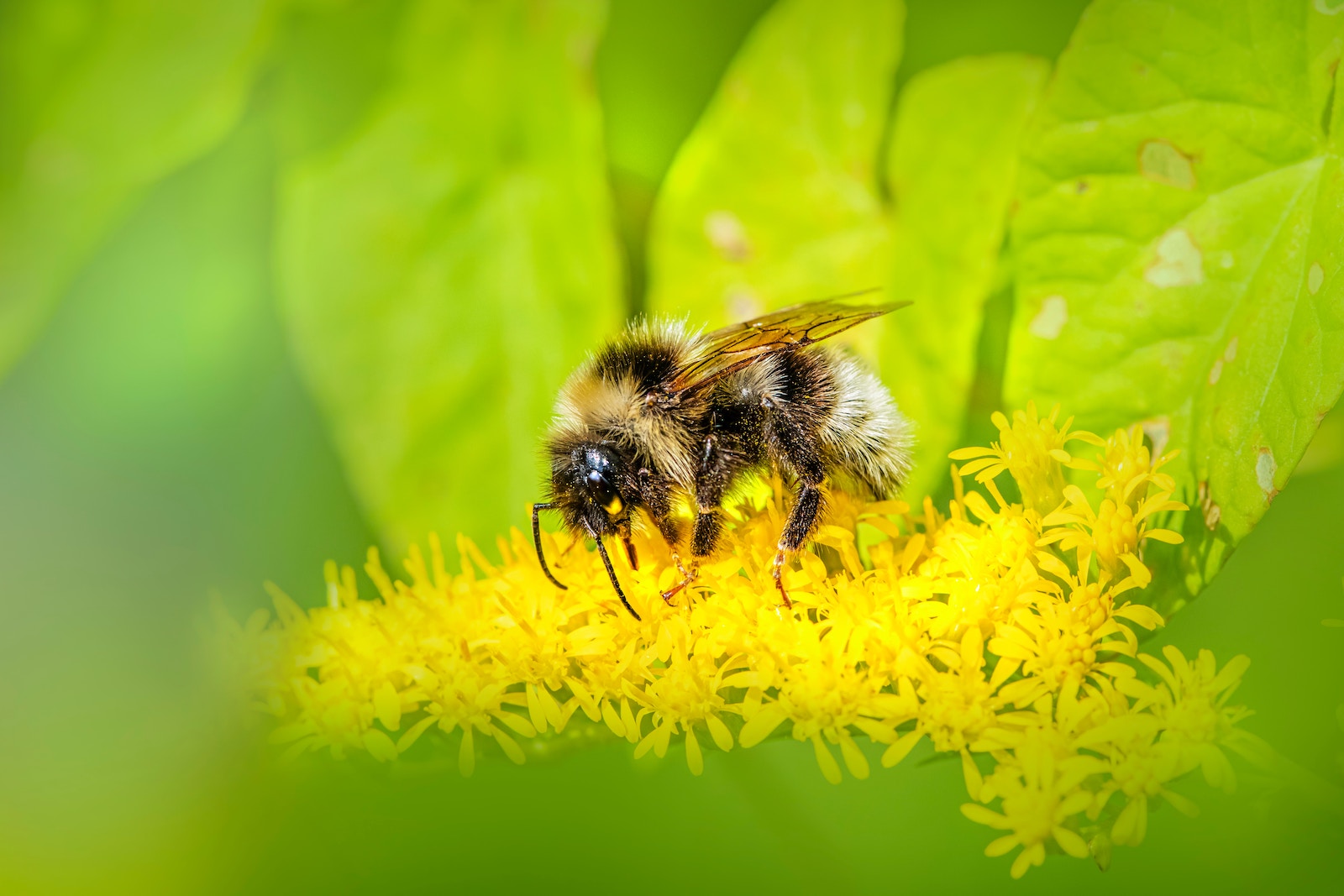 Ongeveer negentig procent van alle wilde planten en gewassen hebben de hommel nodig.