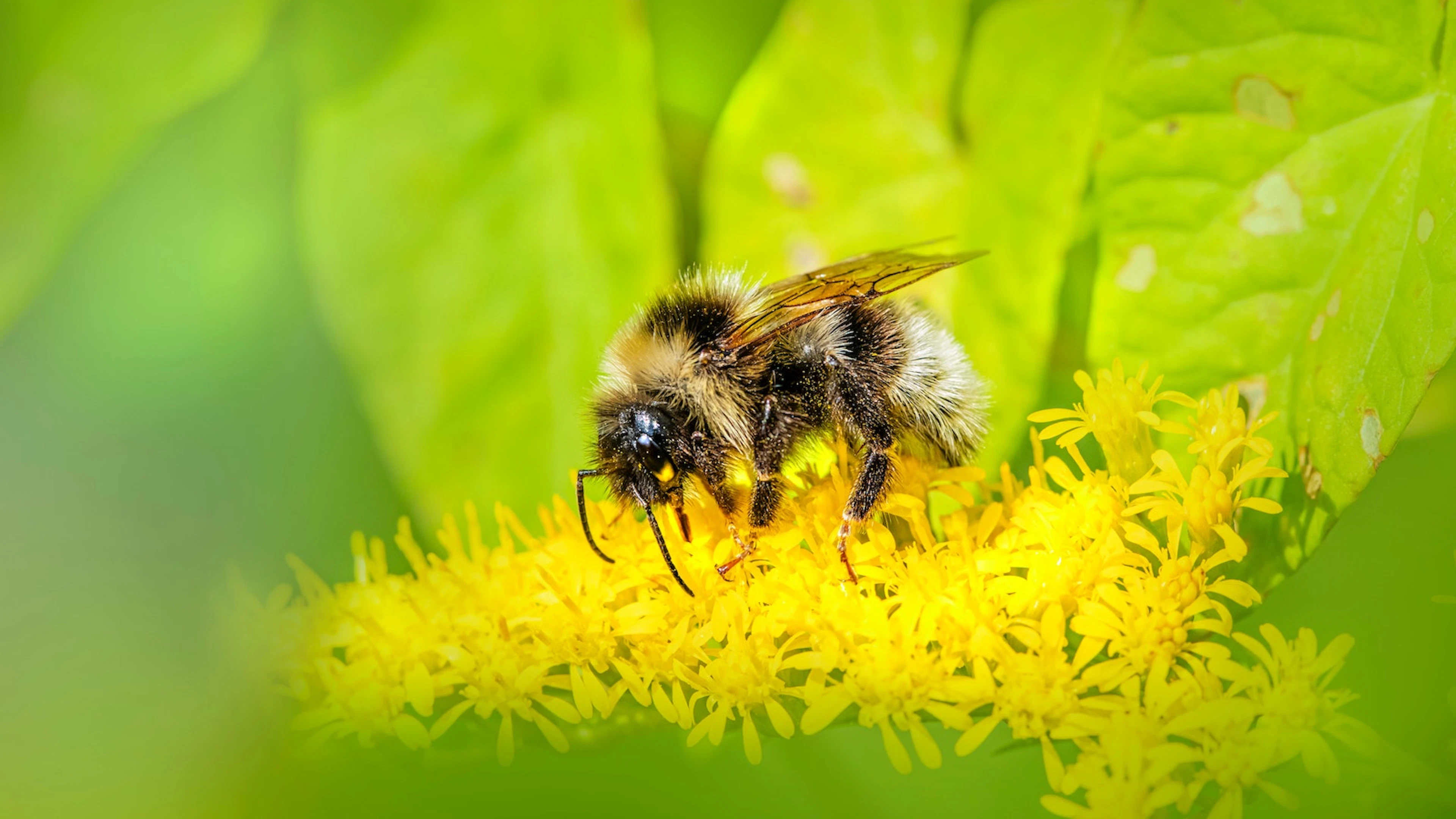 Ongeveer negentig procent van alle wilde planten en gewassen hebben de hommel nodig.