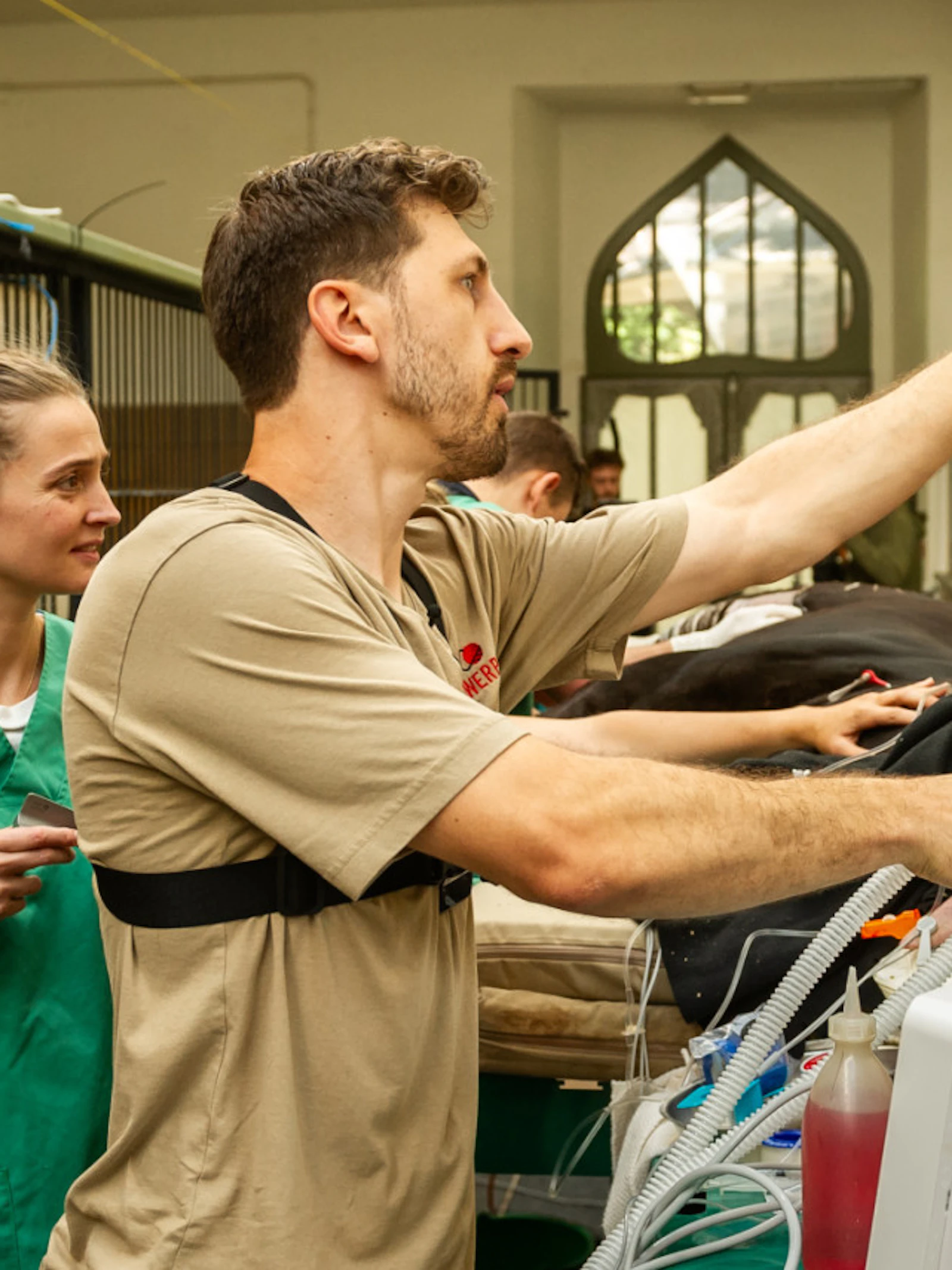 Jonas Spruyt, dierenarts ZOO Antwerpen, tijdens de operatie van okapi Xambo.