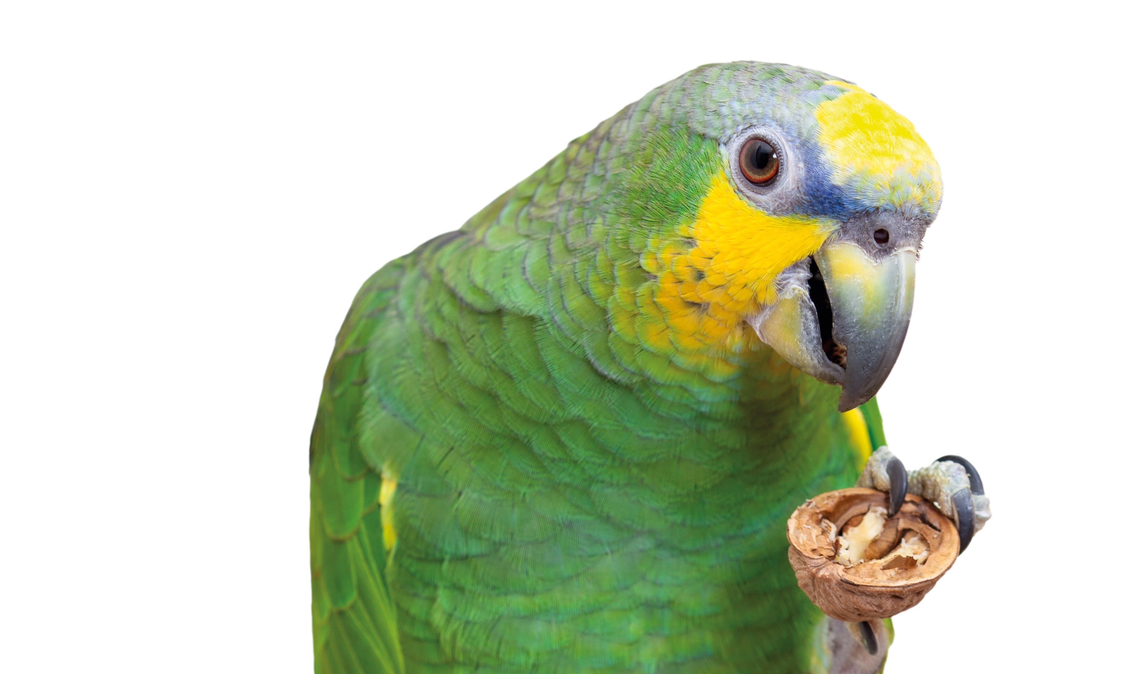 Waarom sommige vogels ‘handig’ zijn met hun poten