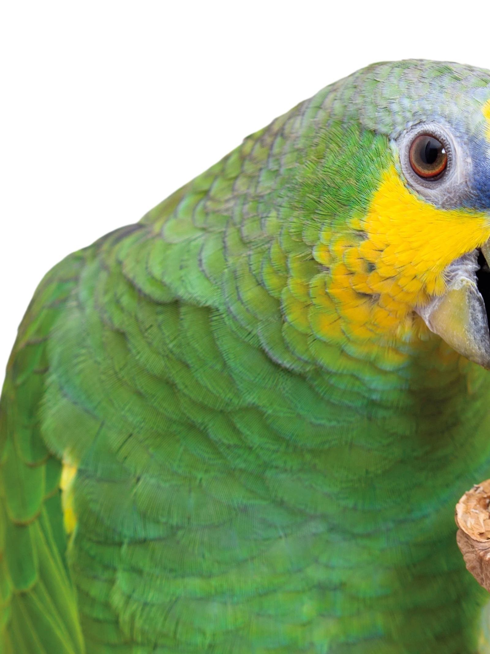 Waarom sommige vogels ‘handig’ zijn met hun poten