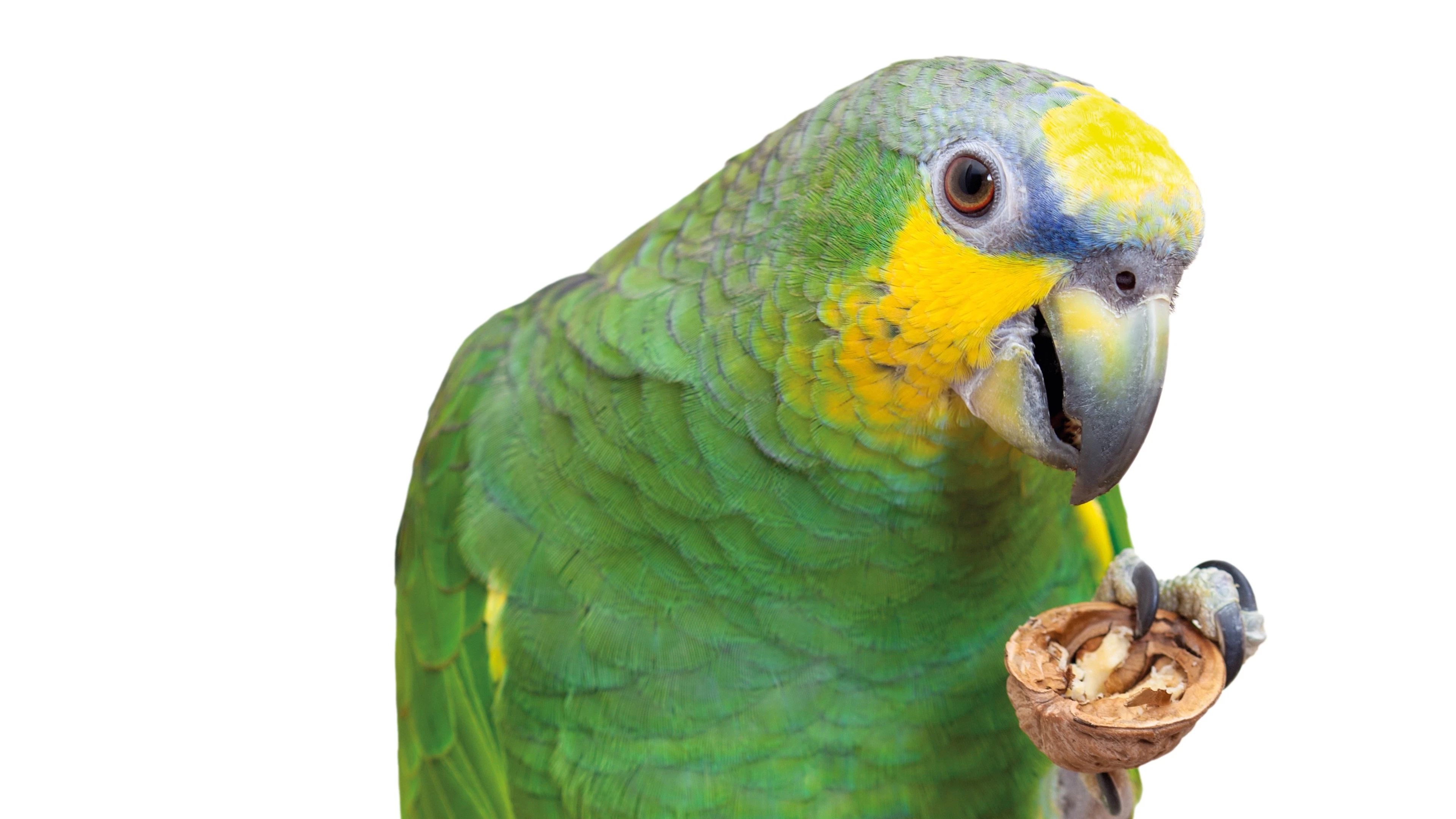 Waarom sommige vogels ‘handig’ zijn met hun poten