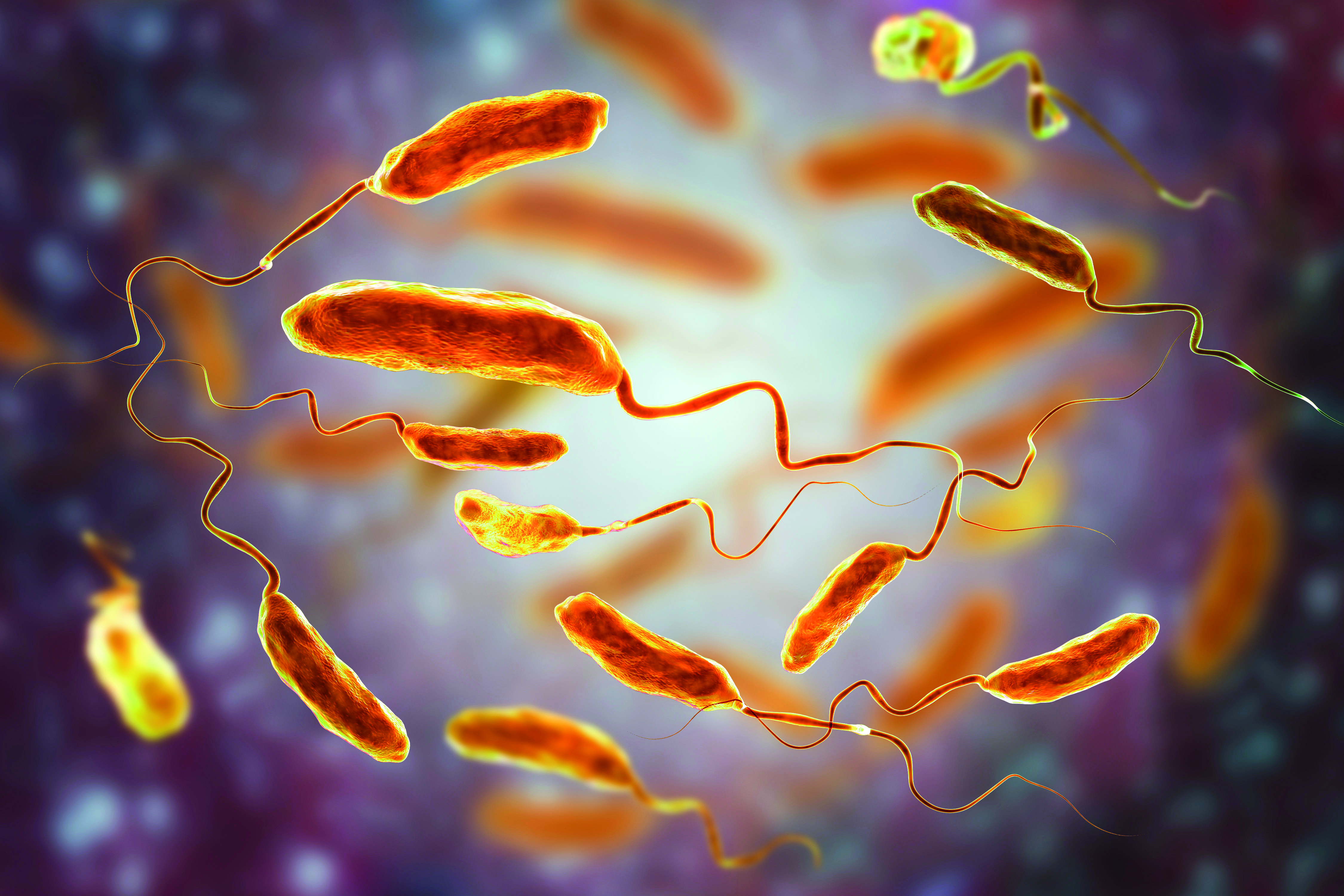 Deze roofbacterie is minuscuul, megasnel en dodelijk