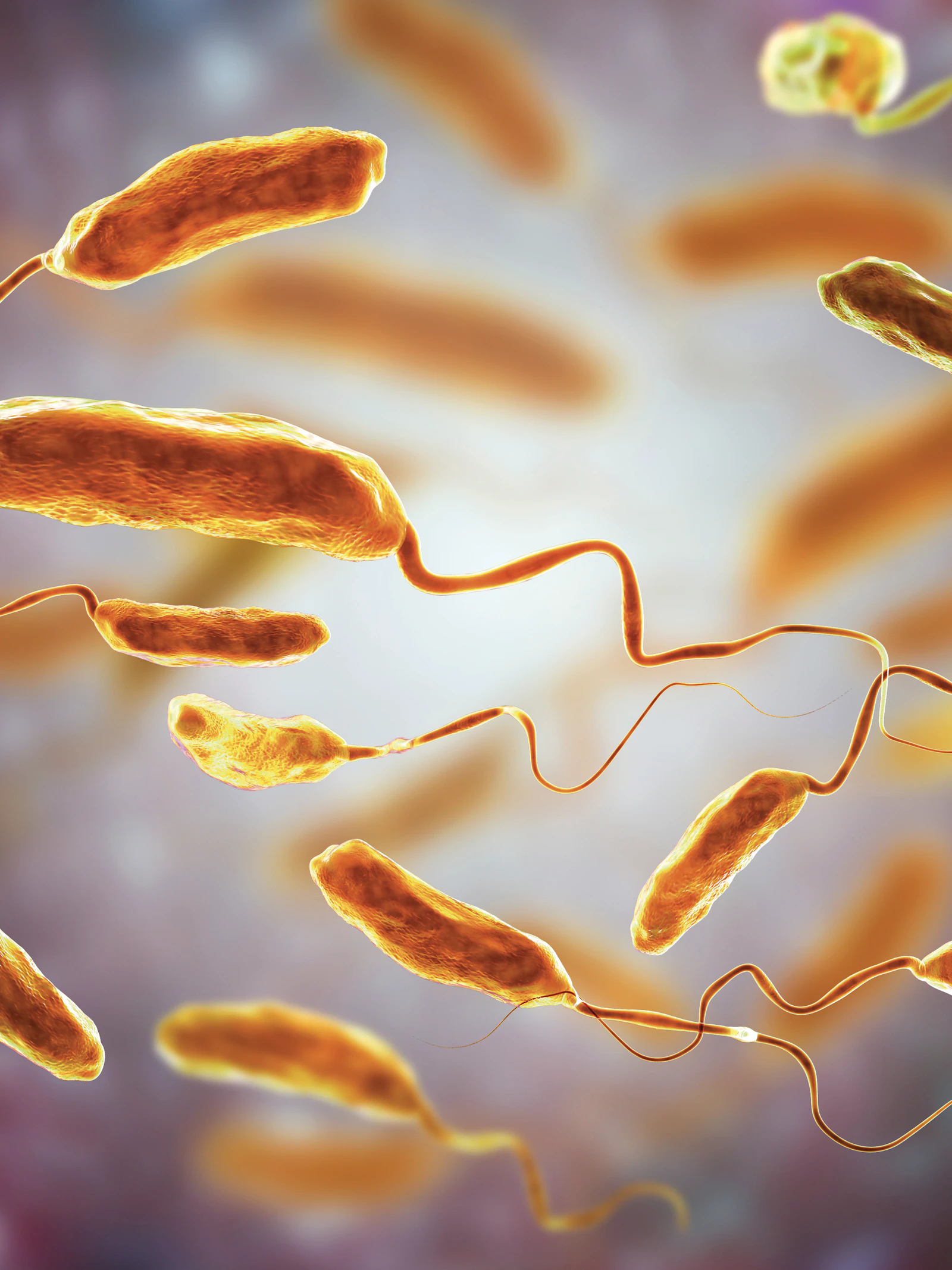 Deze roofbacterie is minuscuul, megasnel en dodelijk