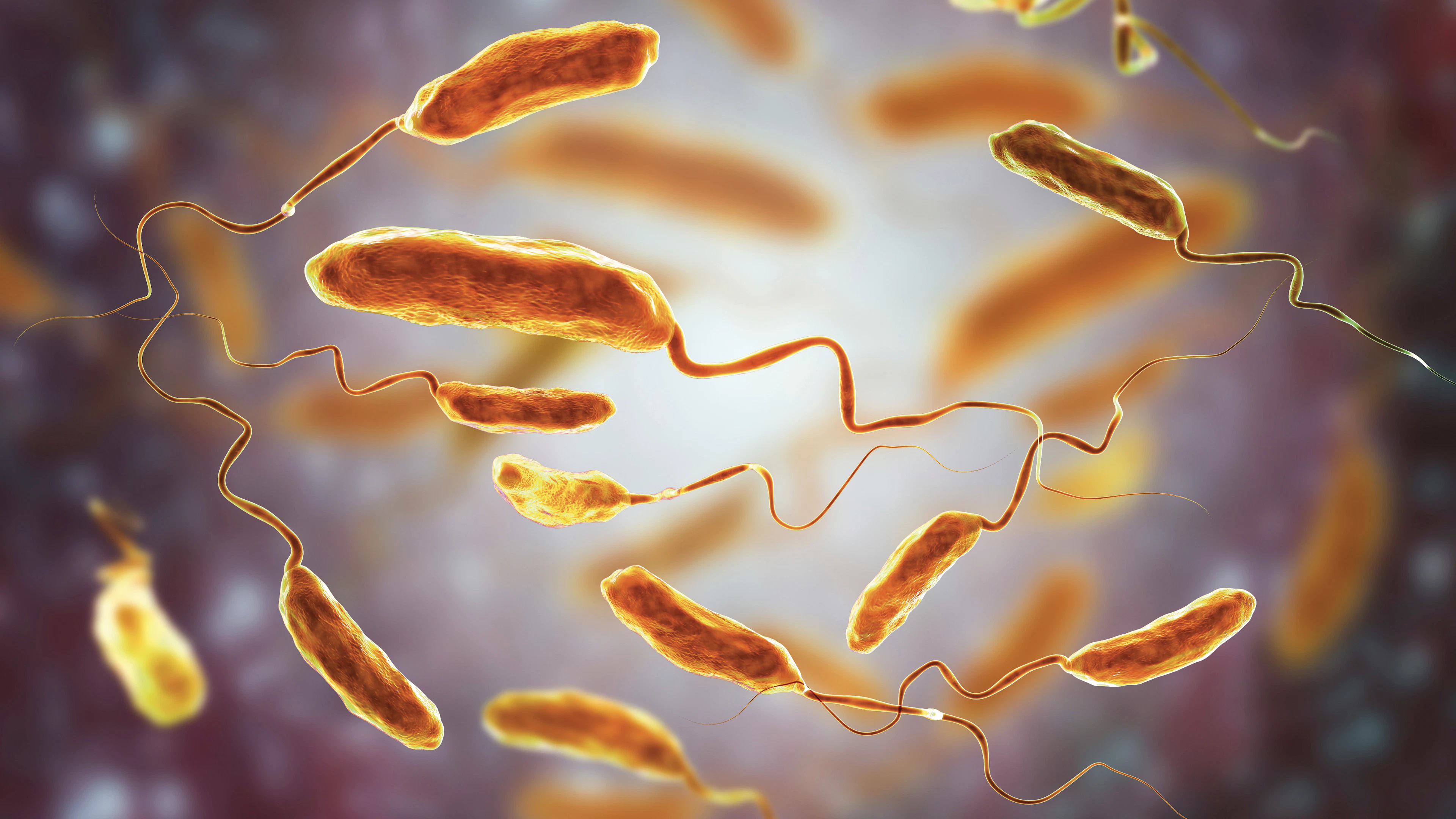 Deze roofbacterie is minuscuul, megasnel en dodelijk