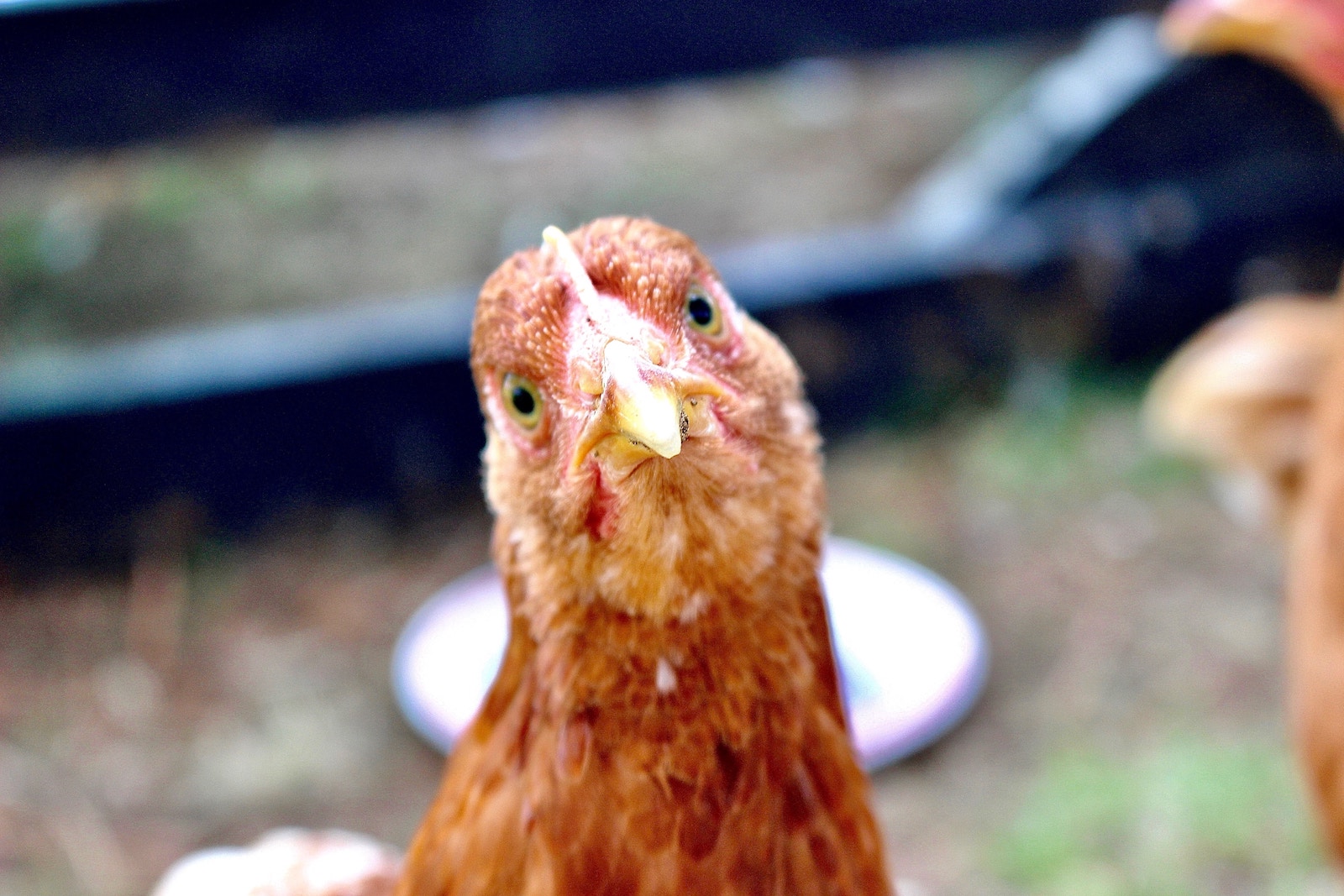 Maakt domesticatie dieren dommer?