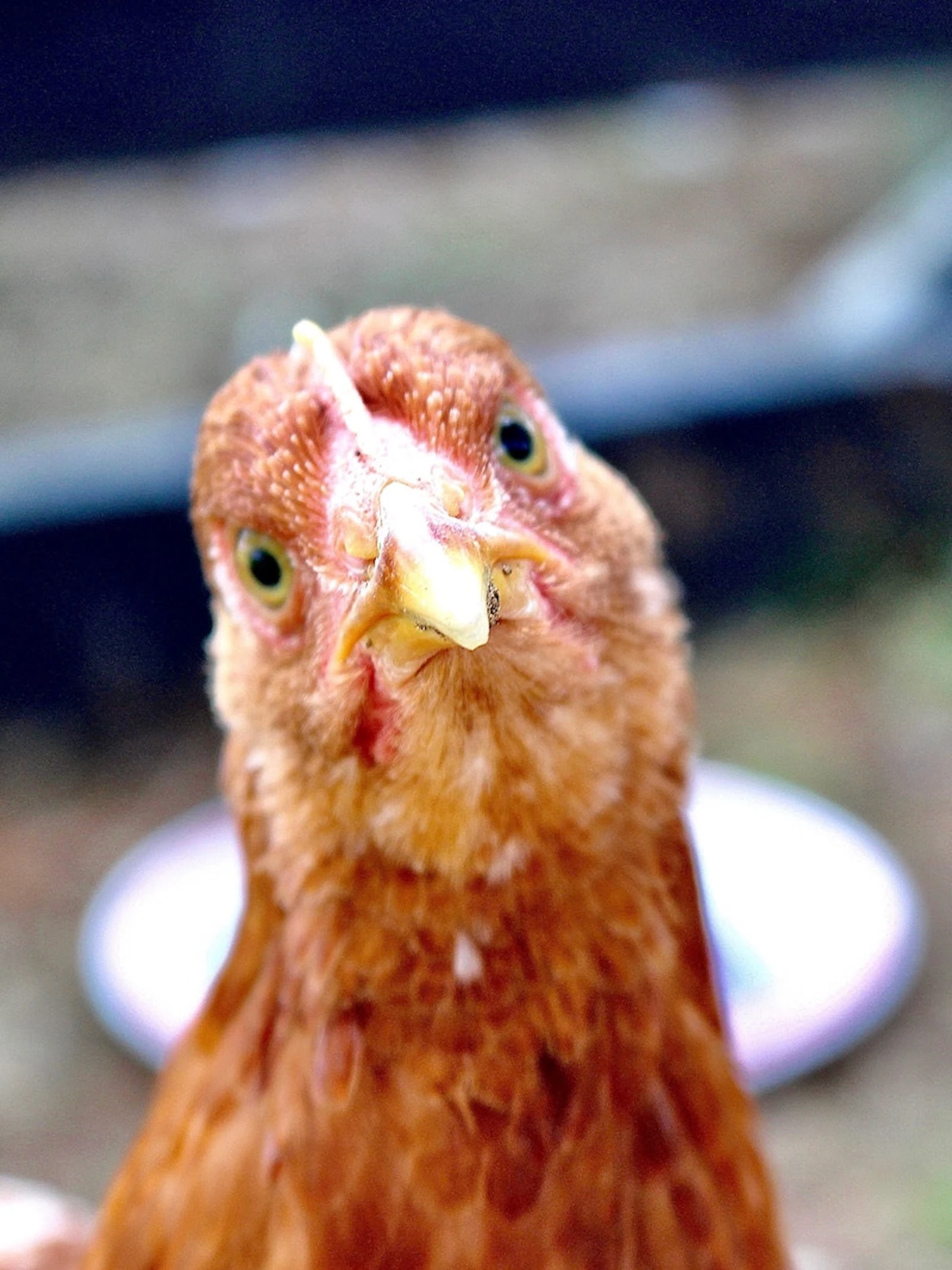 Maakt domesticatie dieren dommer?