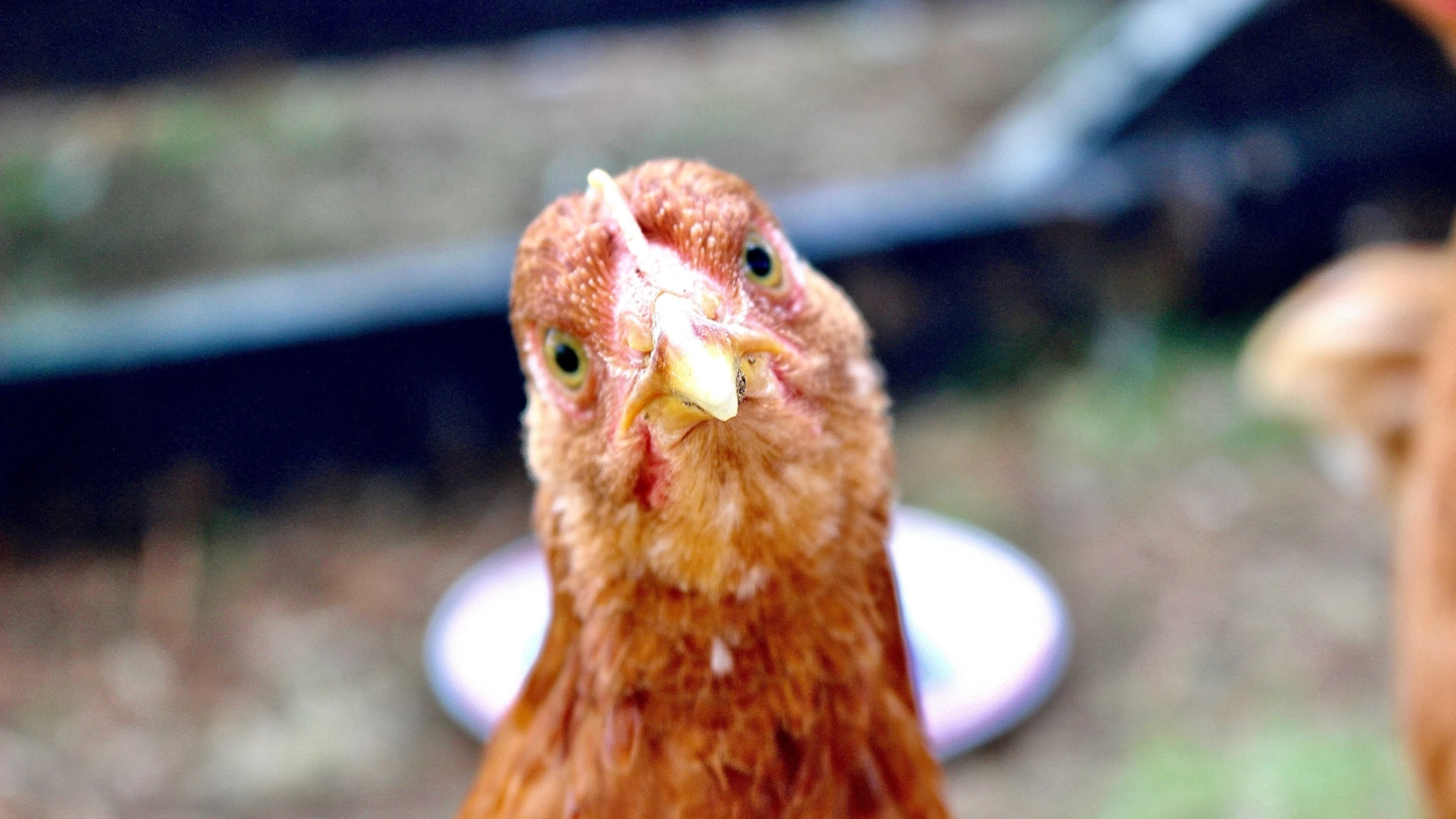 Maakt domesticatie dieren dommer?