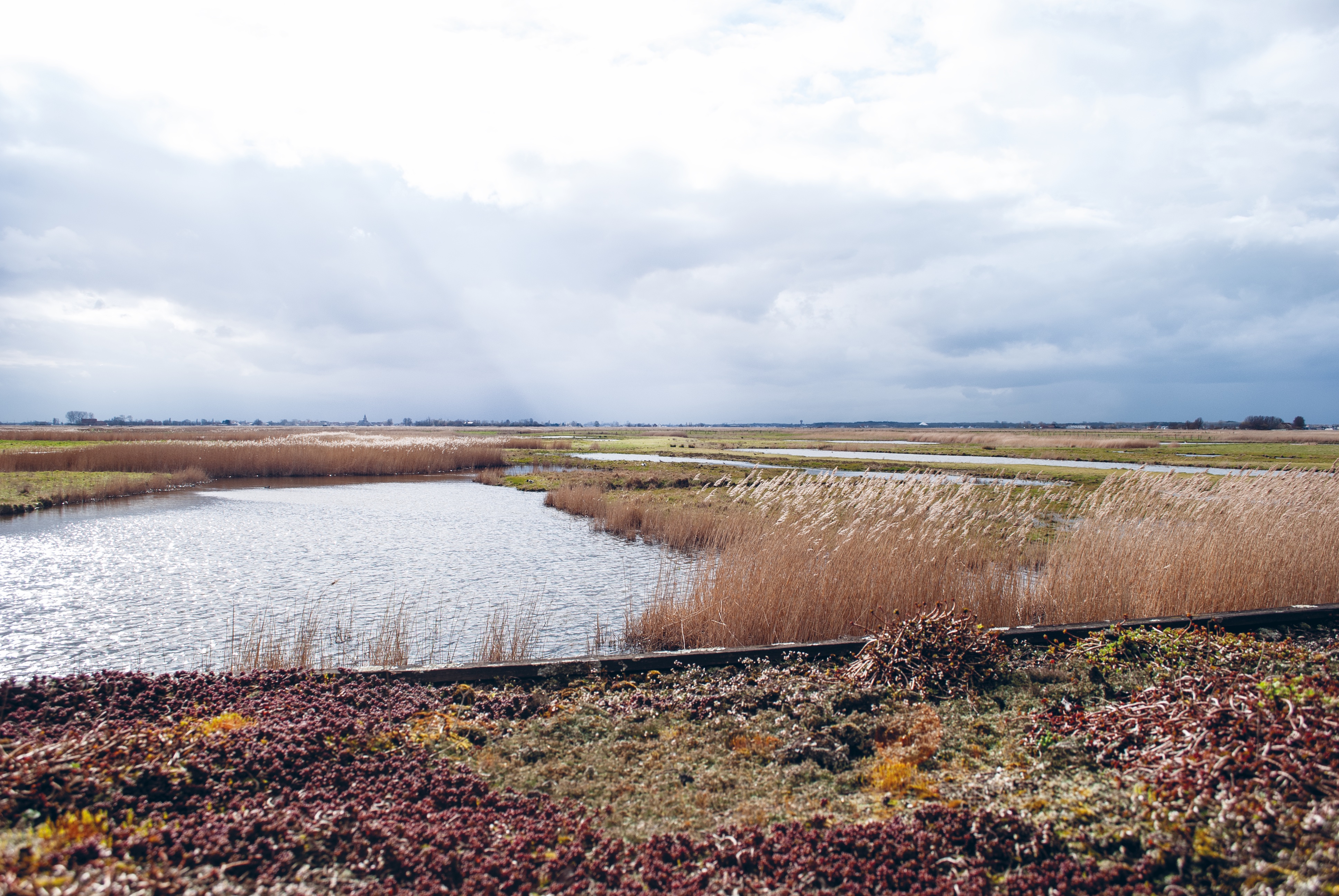 Tijd dringt voor Vlaamse wetlands