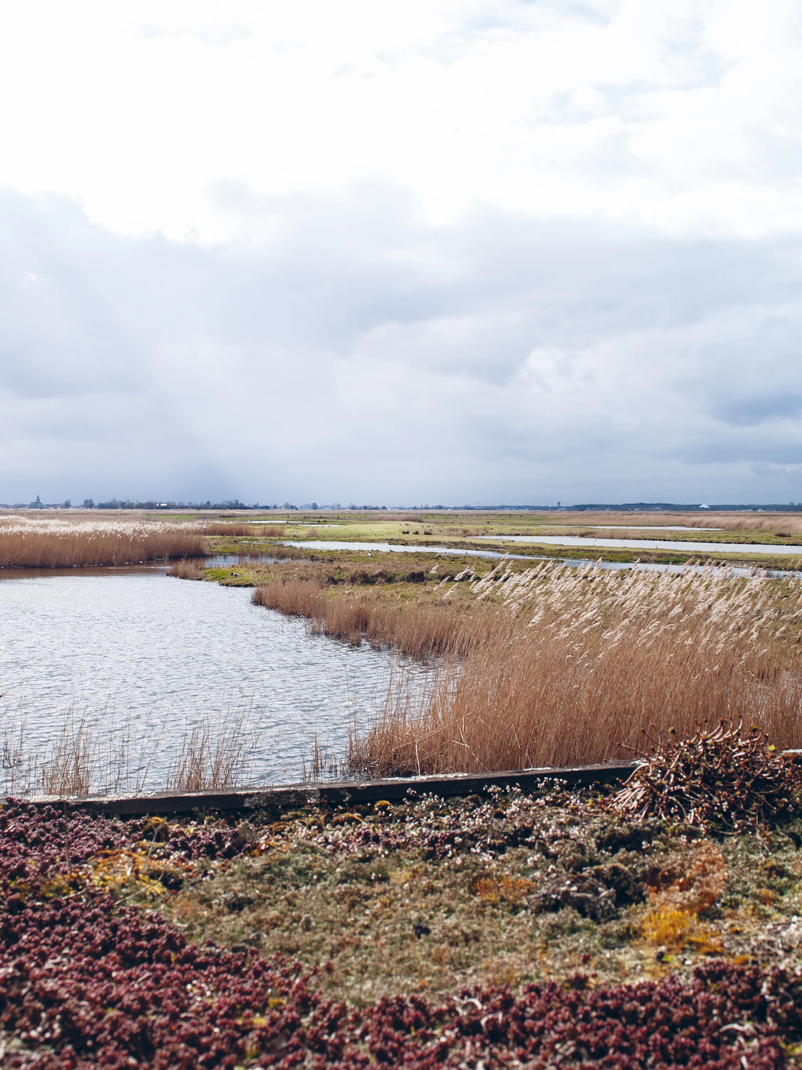 Tijd dringt voor Vlaamse wetlands
