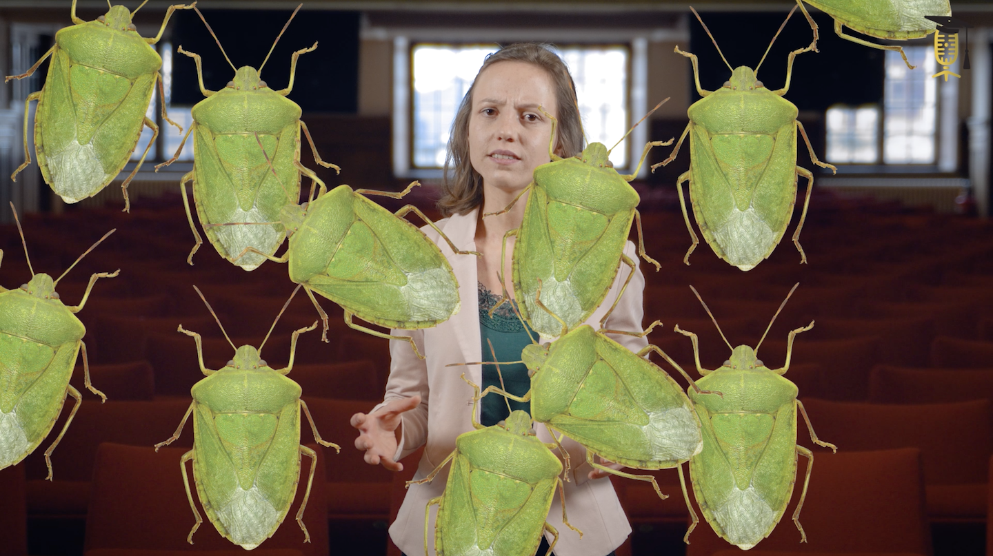 De strijd tegen de zuidelijke groene stinkwants