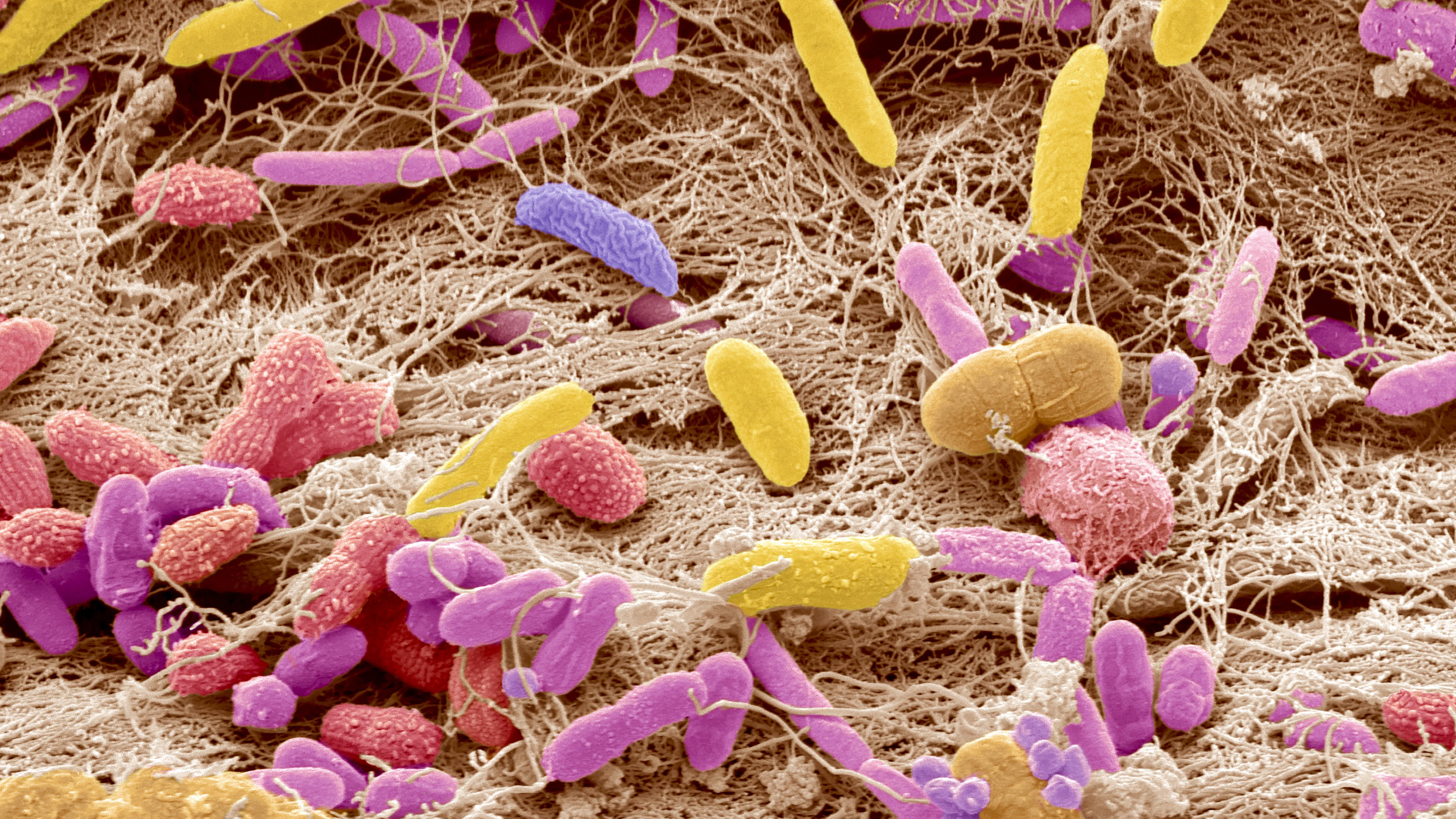 Poeptransplantatie spoelt resistente bacteriën weg