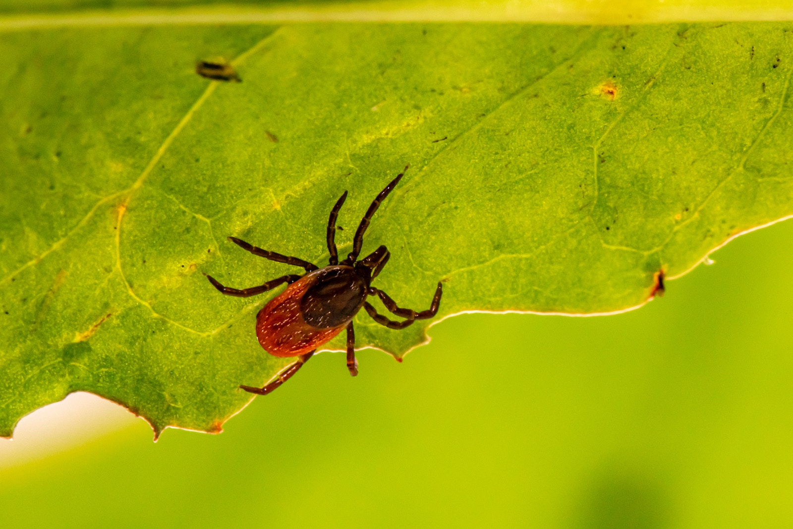 Waarom bestaat er nog geen betere preventie tegen Lyme dan lange sokken?