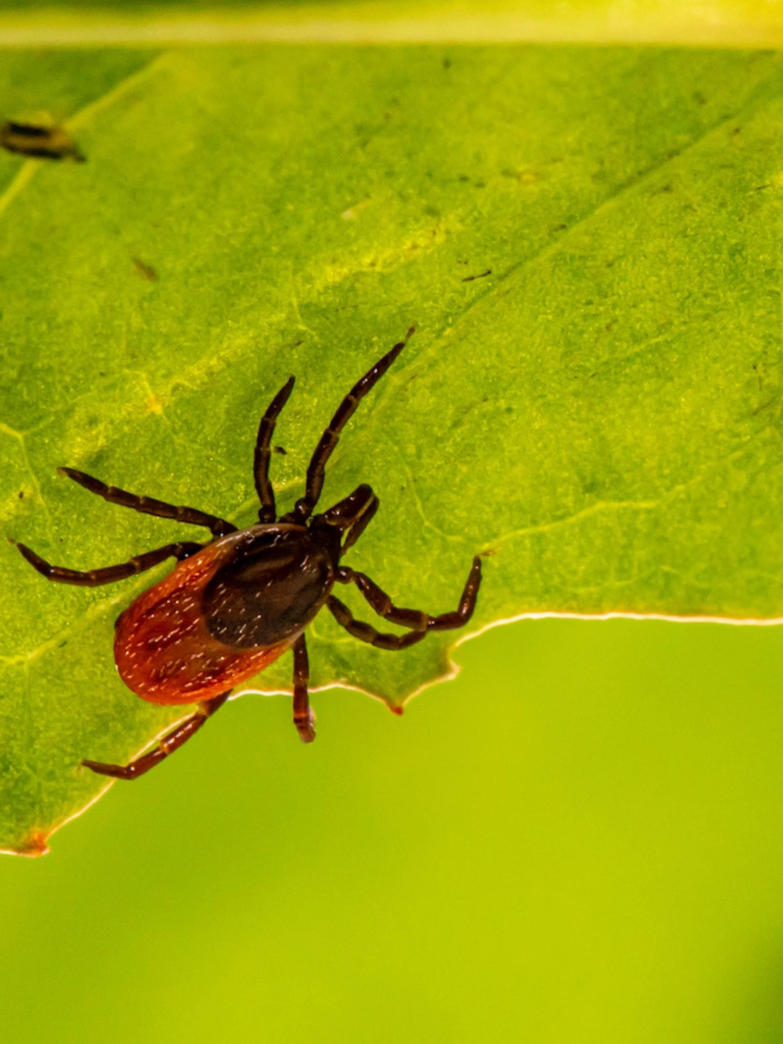 Waarom bestaat er nog geen betere preventie tegen Lyme dan lange sokken?